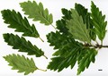 SpeciesSub: 'Acutiloba' SpeciesSub: 'Acutiloba'