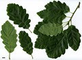 SpeciesSub: 'Afghanistanensis' SpeciesSub: 'Afghanistanensis'