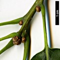 SpeciesSub: 'Afghanistanensis' SpeciesSub: 'Afghanistanensis'