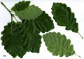 SpeciesSub: 'Afghanistanensis' SpeciesSub: 'Afghanistanensis'