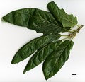 SpeciesSub: 'Cochleata' SpeciesSub: 'Cochleata'
