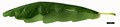 SpeciesSub: 'Cochleata' SpeciesSub: 'Cochleata'