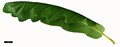 SpeciesSub: 'Cochleata' SpeciesSub: 'Cochleata'