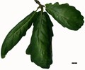 SpeciesSub: 'Cochleata' SpeciesSub: 'Cochleata'