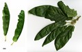 SpeciesSub: 'Cochleata' SpeciesSub: 'Cochleata'