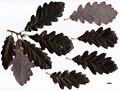 SpeciesSub: 'Purpurea' SpeciesSub: 'Purpurea'