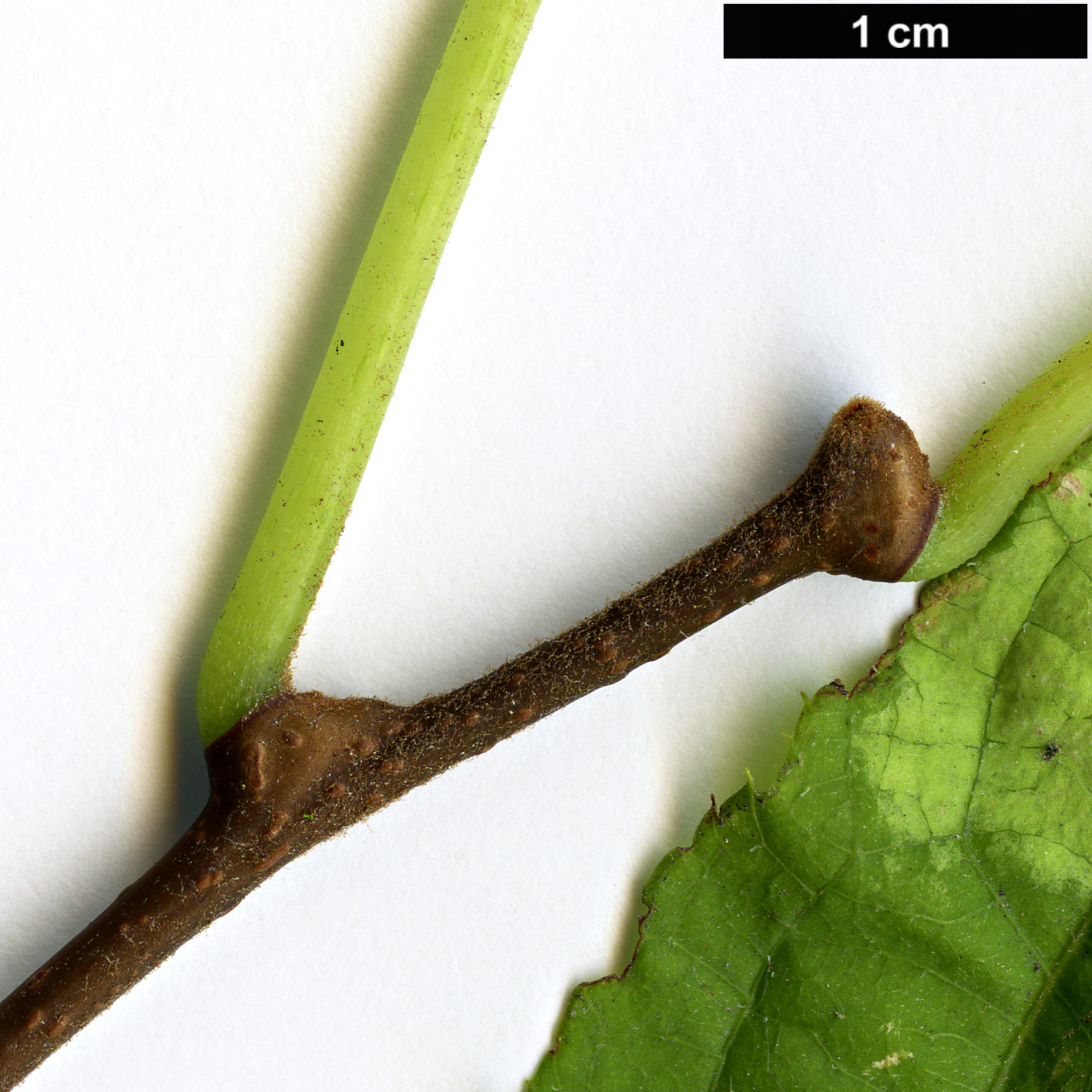 High resolution image: Family: Actinidiaceae - Genus: Actinidia - Taxon: kolomikta