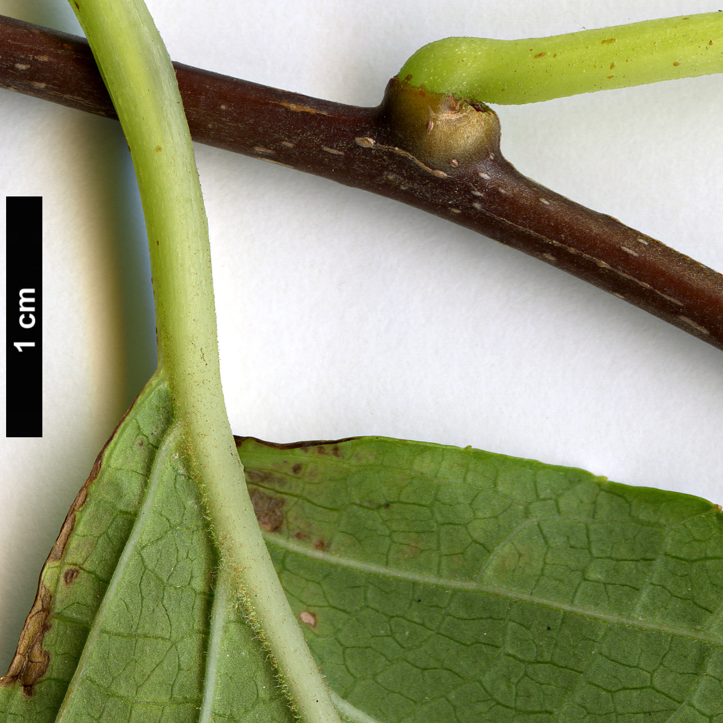 High resolution image: Family: Actinidiaceae - Genus: Actinidia - Taxon: polygama High resolution image: Family: Actinidiaceae - Genus: Actinidia - Taxon: polygama