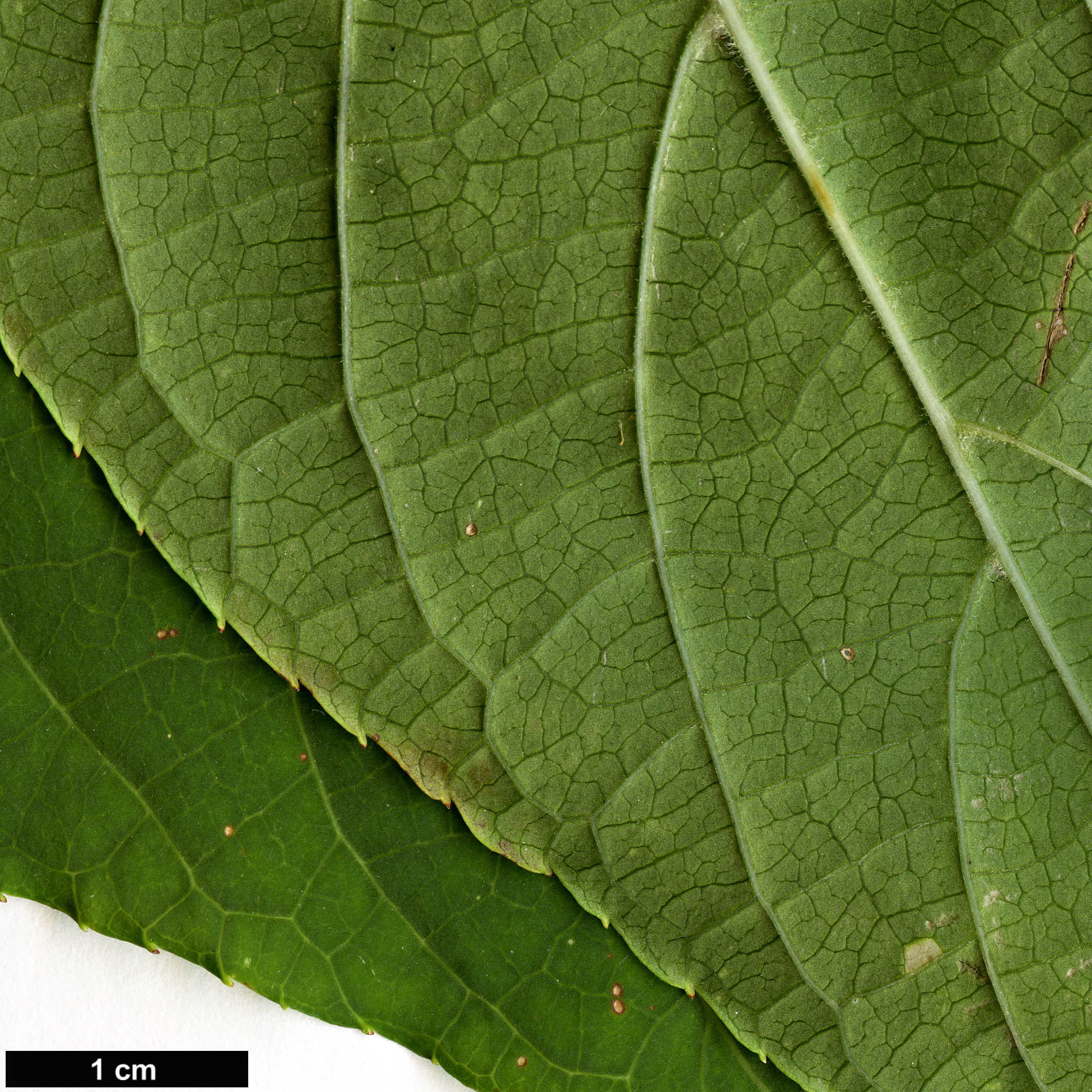 High resolution image: Family: Actinidiaceae - Genus: Actinidia - Taxon: polygama High resolution image: Family: Actinidiaceae - Genus: Actinidia - Taxon: polygama
