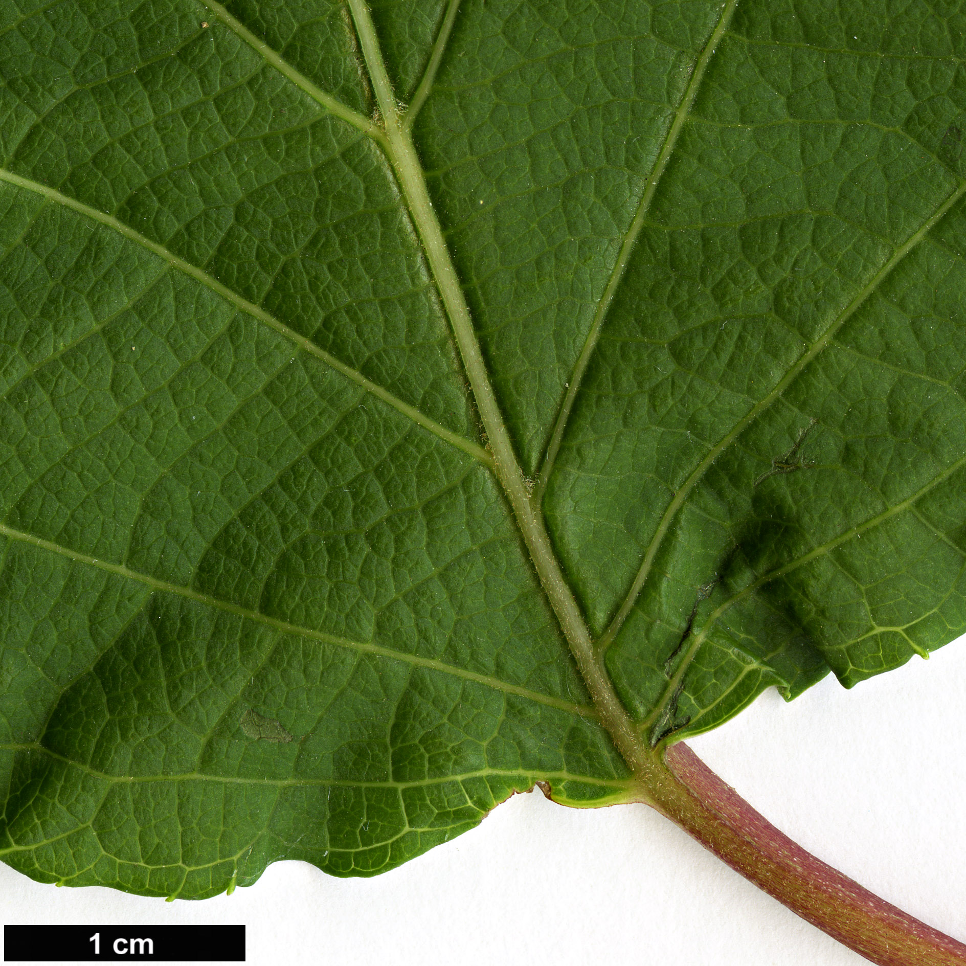 High resolution image: Family: Actinidiaceae - Genus: Actinidia - Taxon: polygama High resolution image: Family: Actinidiaceae - Genus: Actinidia - Taxon: polygama