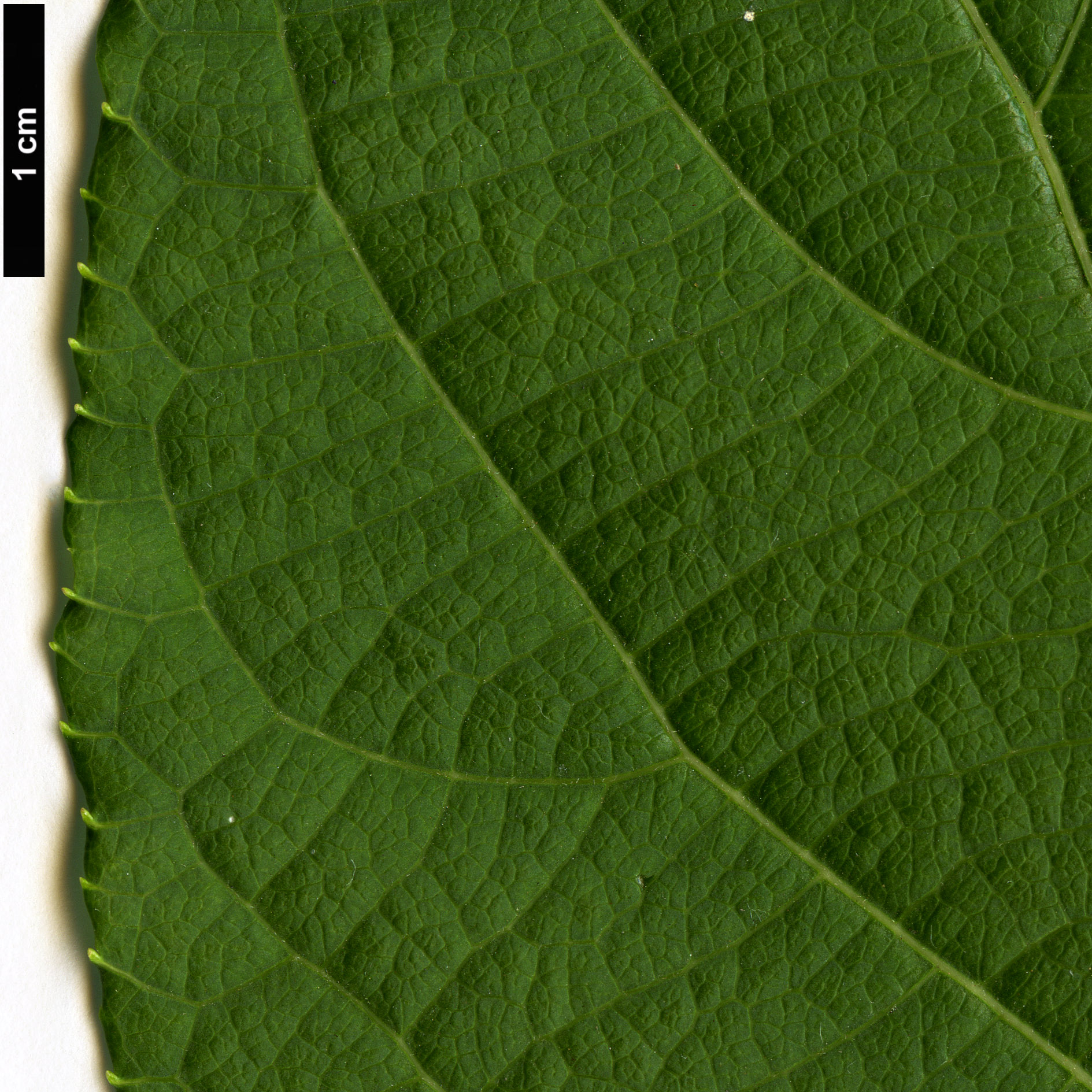 High resolution image: Family: Actinidiaceae - Genus: Actinidia - Taxon: polygama High resolution image: Family: Actinidiaceae - Genus: Actinidia - Taxon: polygama