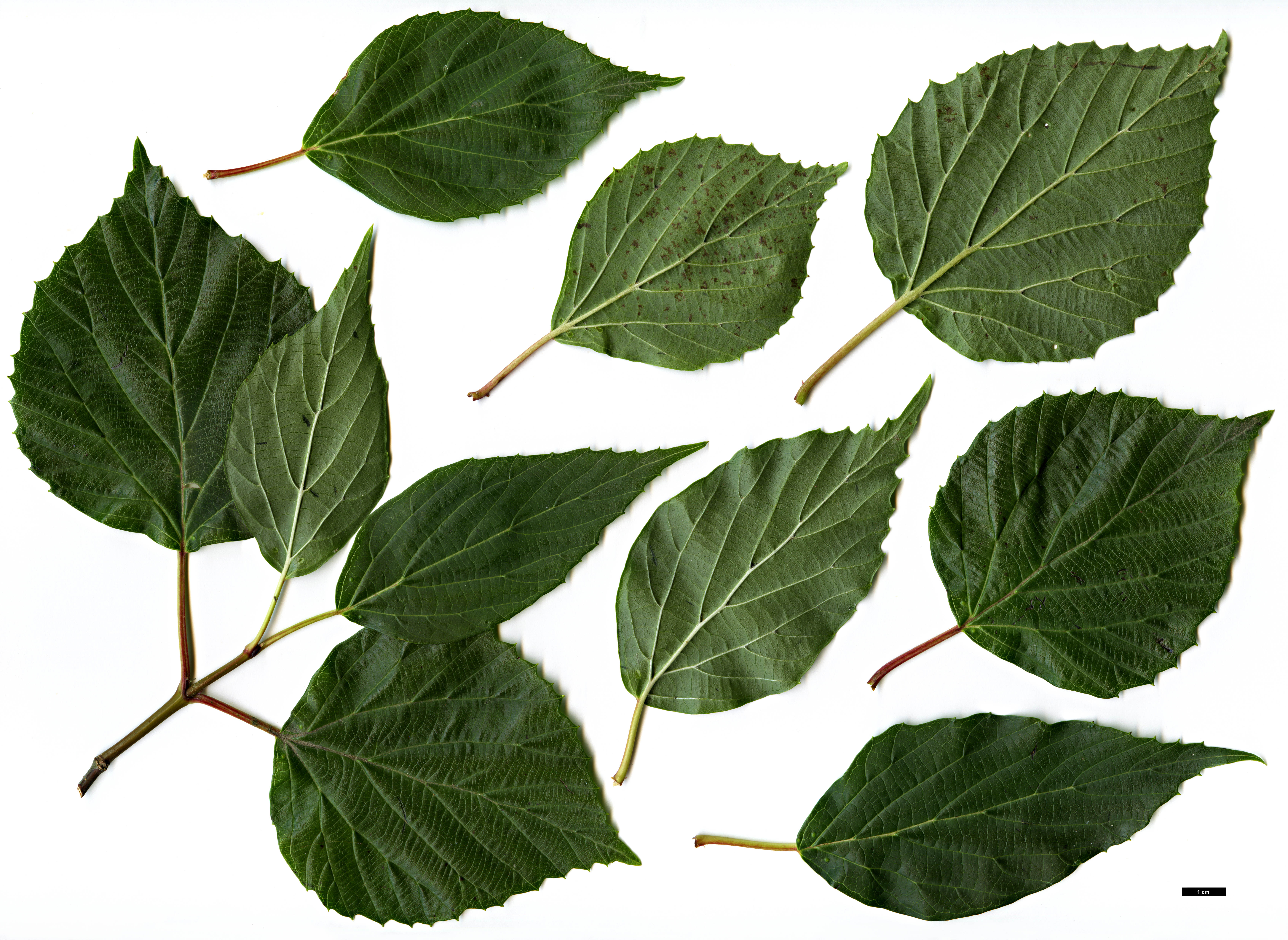 High resolution image: Family: Adoxaceae - Genus: Viburnum - Taxon: betulifolium