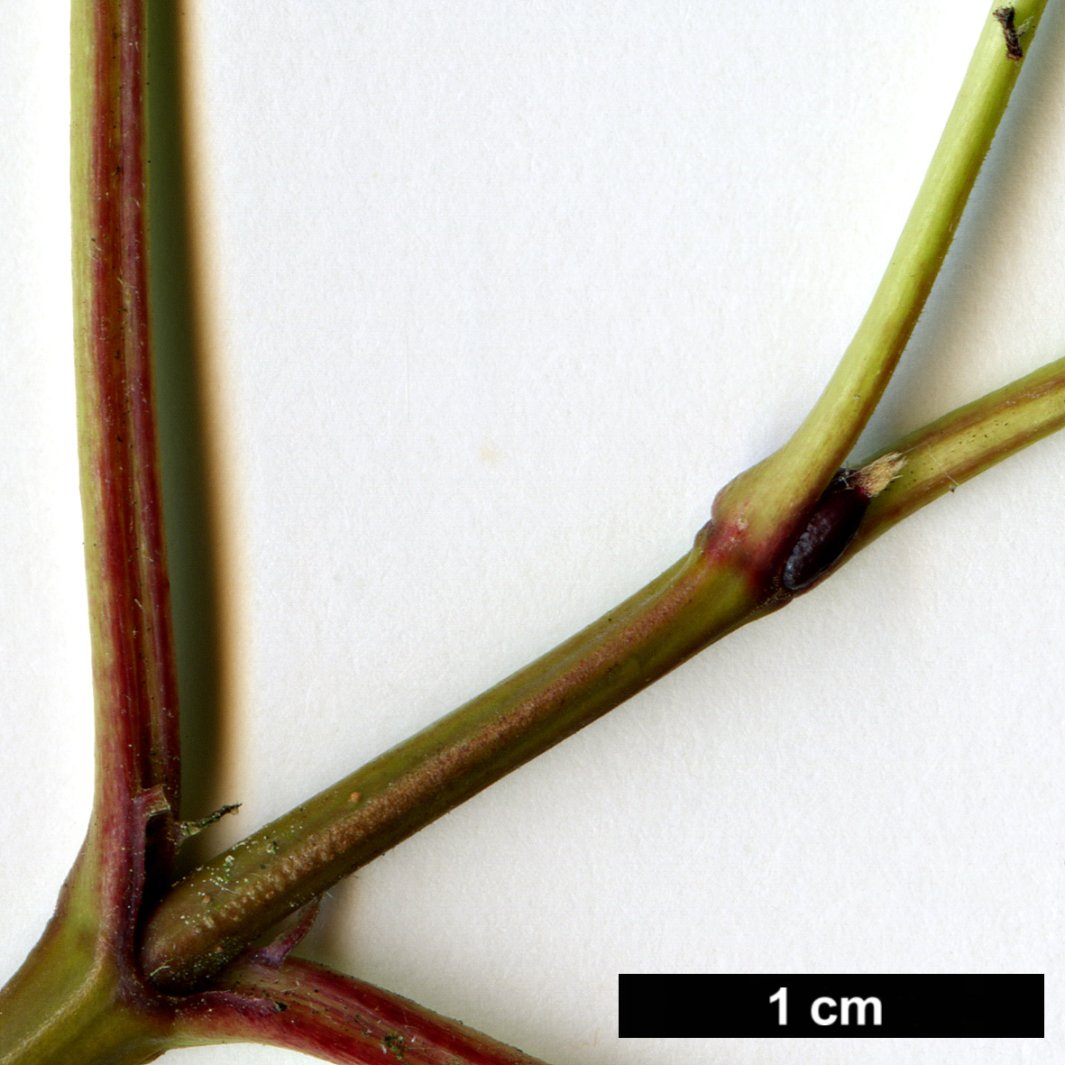 High resolution image: Family: Adoxaceae - Genus: Viburnum - Taxon: betulifolium