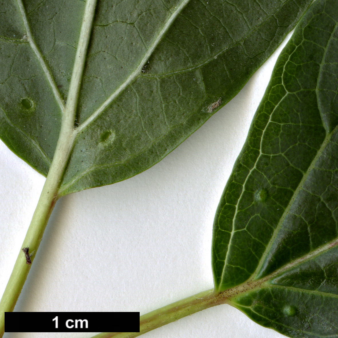 High resolution image: Family: Adoxaceae - Genus: Viburnum - Taxon: betulifolium