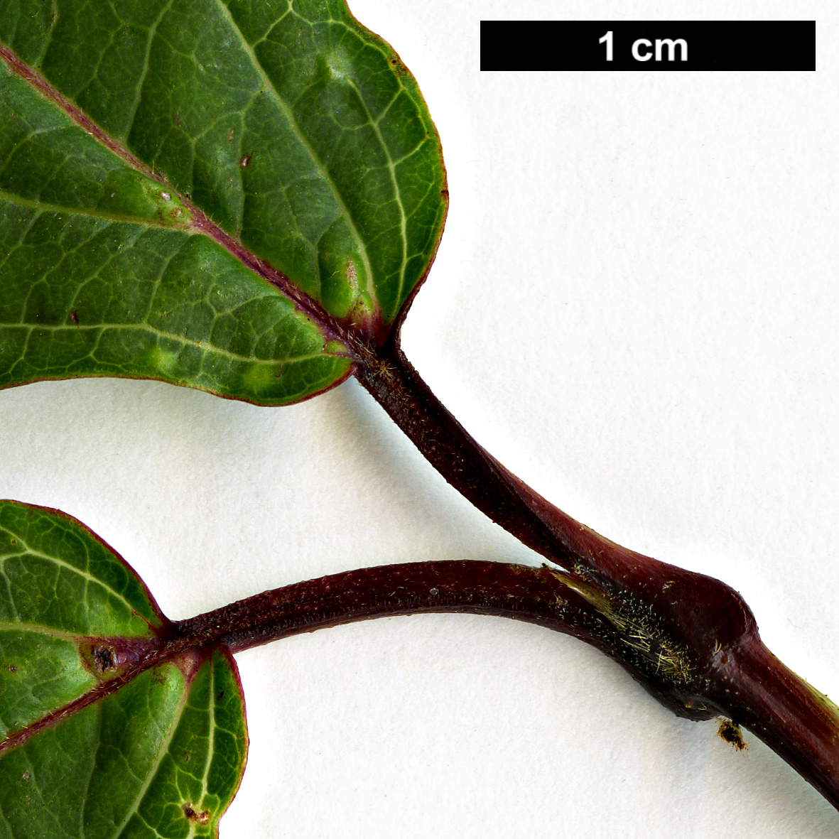 High resolution image: Family: Adoxaceae - Genus: Viburnum - Taxon: betulifolium