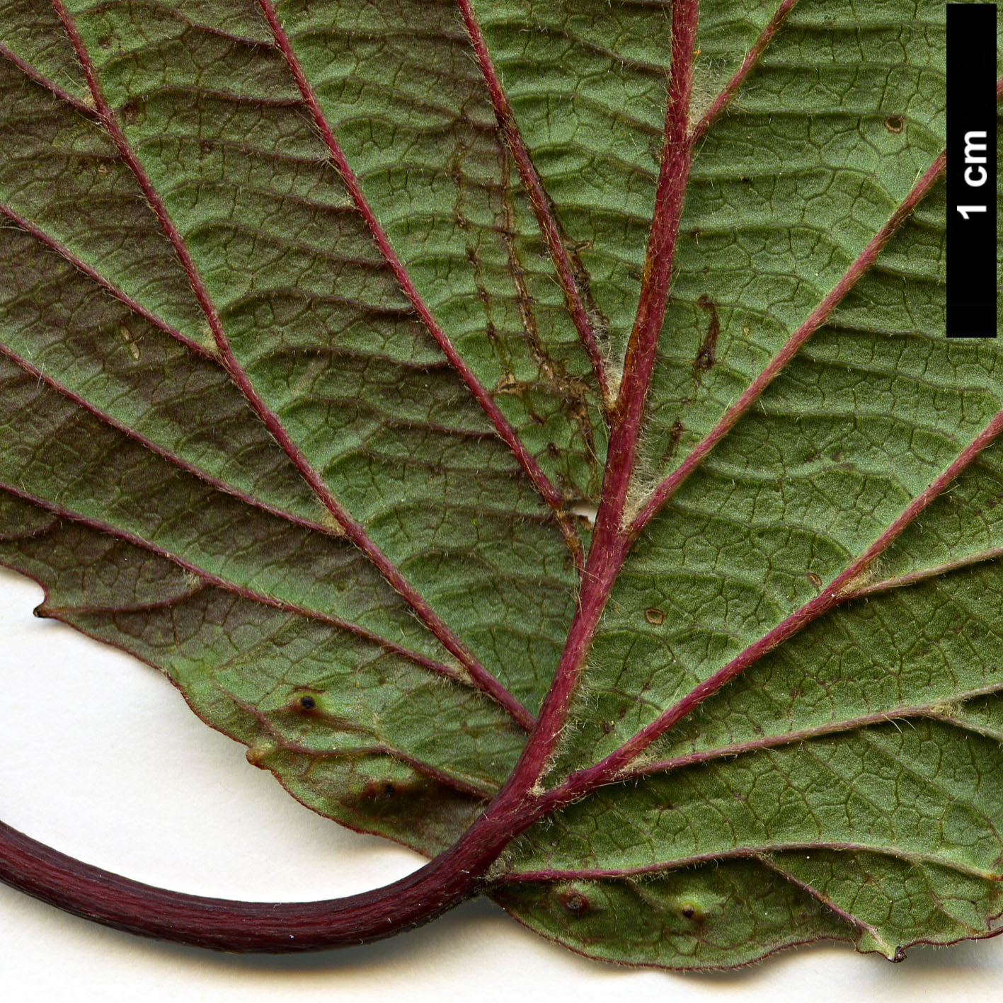 High resolution image: Family: Adoxaceae - Genus: Viburnum - Taxon: betulifolium