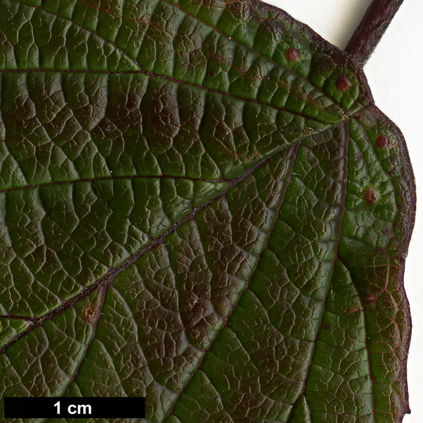 High resolution image: Family: Adoxaceae - Genus: Viburnum - Taxon: betulifolium