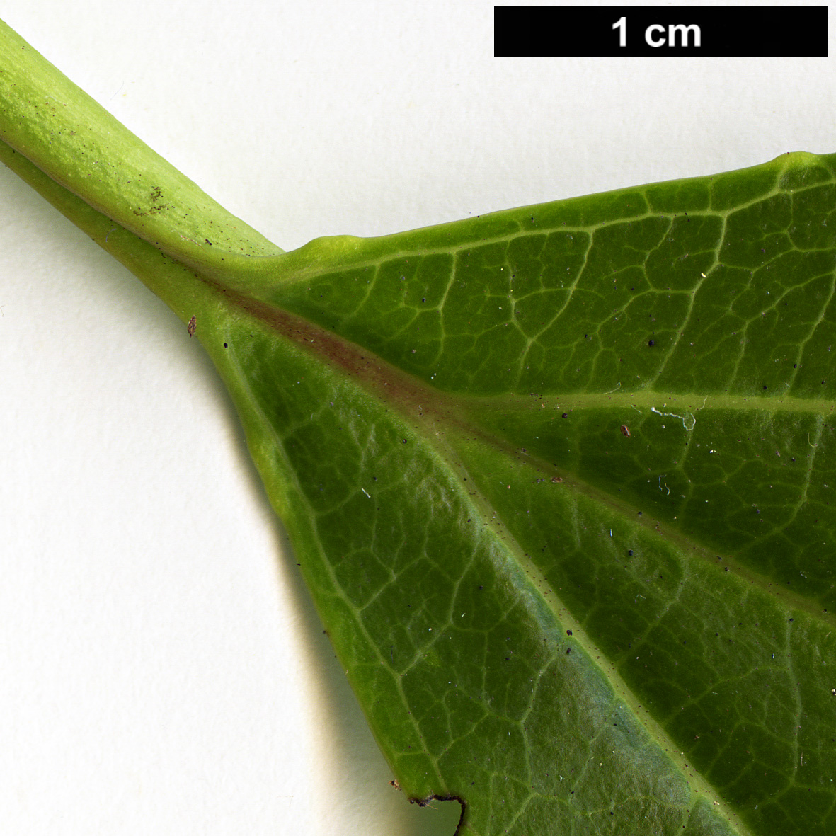 High resolution image: Family: Adoxaceae - Genus: Viburnum - Taxon: cinnamomifolium