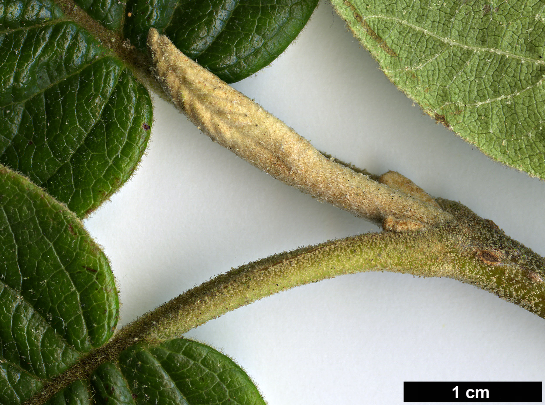High resolution image: Family: Adoxaceae - Genus: Viburnum - Taxon: cotinifolium