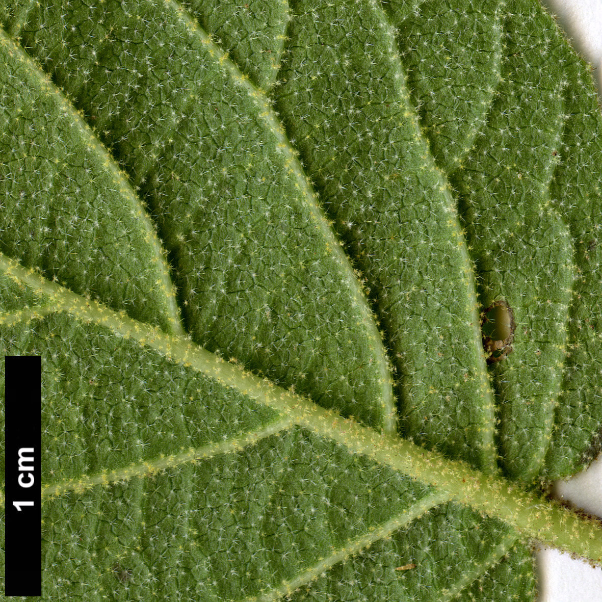 High resolution image: Family: Adoxaceae - Genus: Viburnum - Taxon: cotinifolium High resolution image: Family: Adoxaceae - Genus: Viburnum - Taxon: cotinifolium
