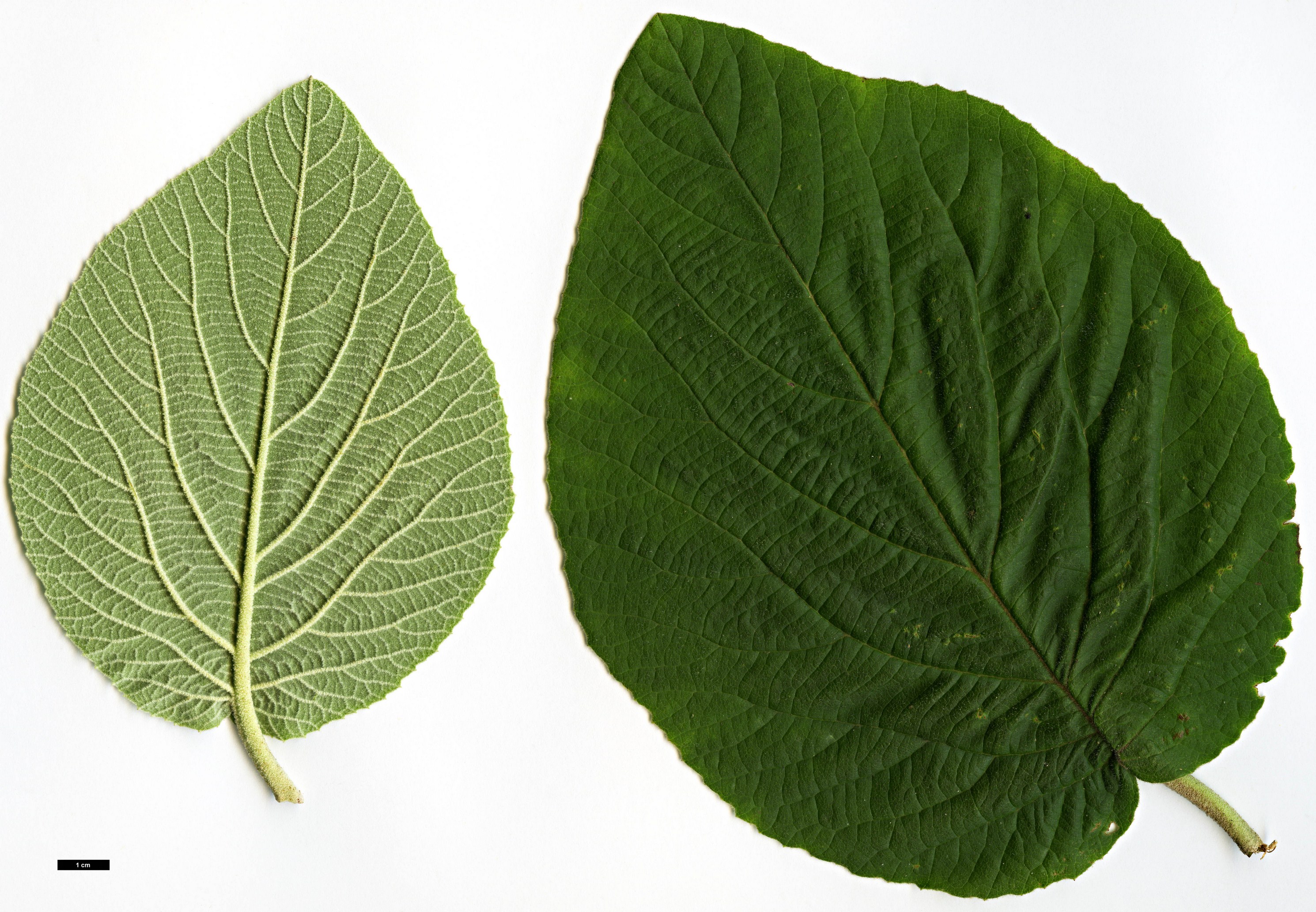 High resolution image: Family: Adoxaceae - Genus: Viburnum - Taxon: cotinifolium High resolution image: Family: Adoxaceae - Genus: Viburnum - Taxon: cotinifolium