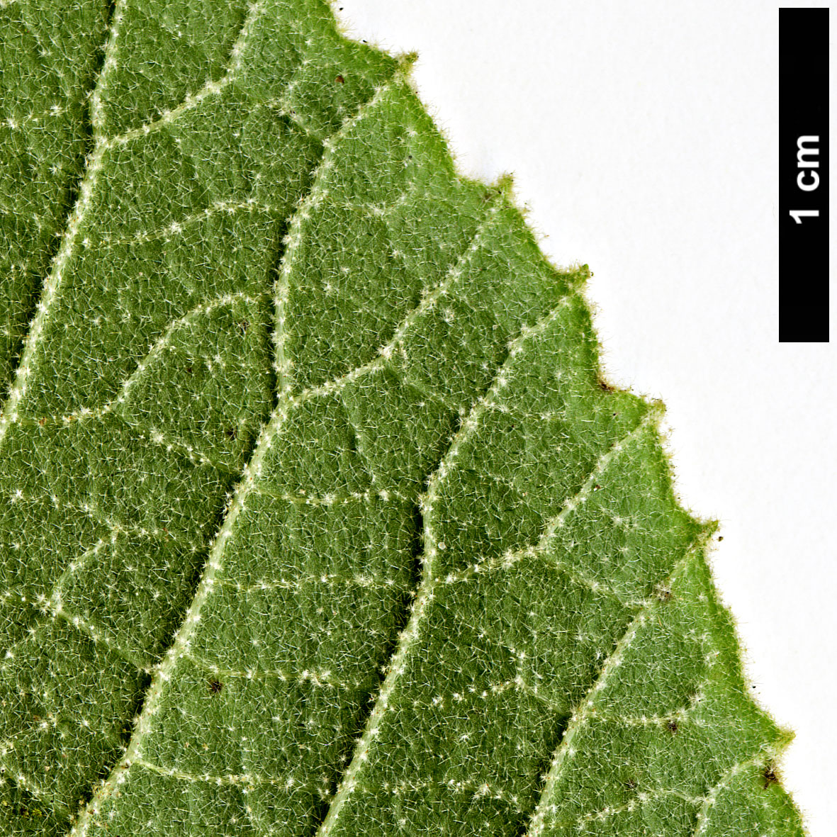 High resolution image: Family: Adoxaceae - Genus: Viburnum - Taxon: cotinifolium High resolution image: Family: Adoxaceae - Genus: Viburnum - Taxon: cotinifolium