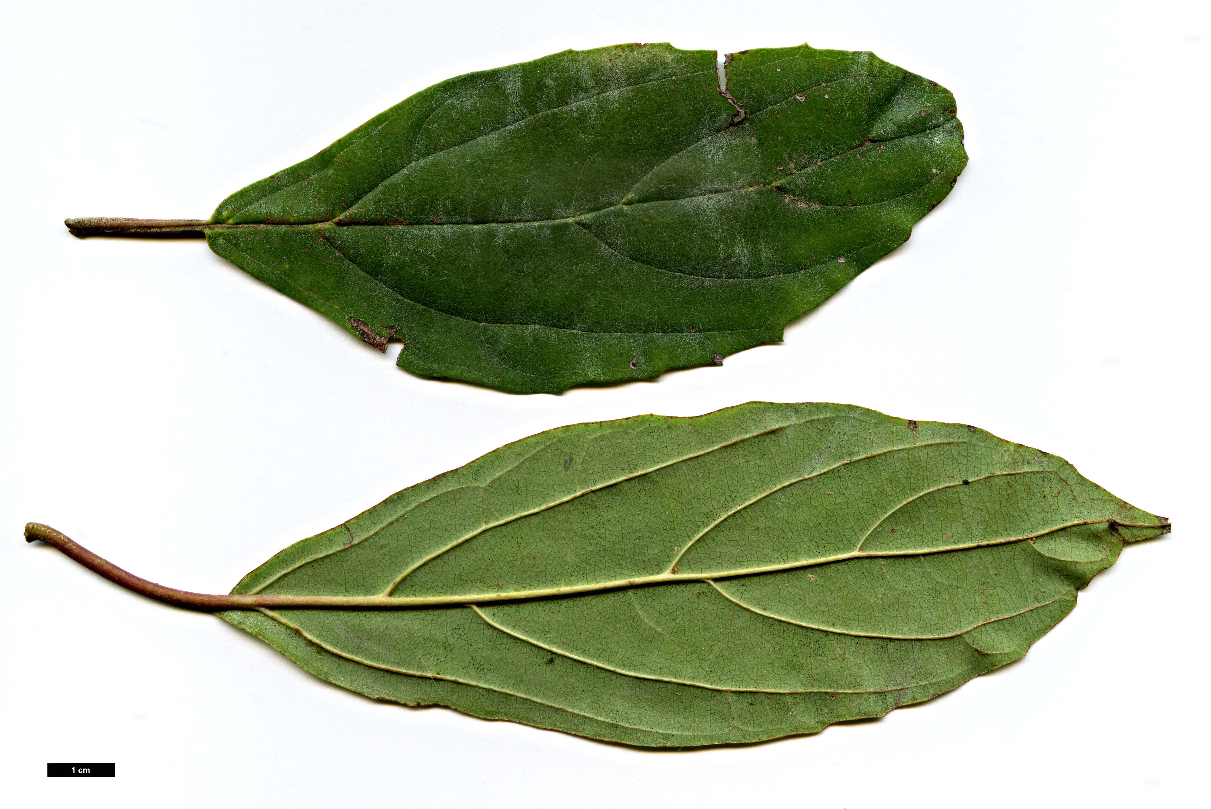 High resolution image: Family: Adoxaceae - Genus: Viburnum - Taxon: cylindricum