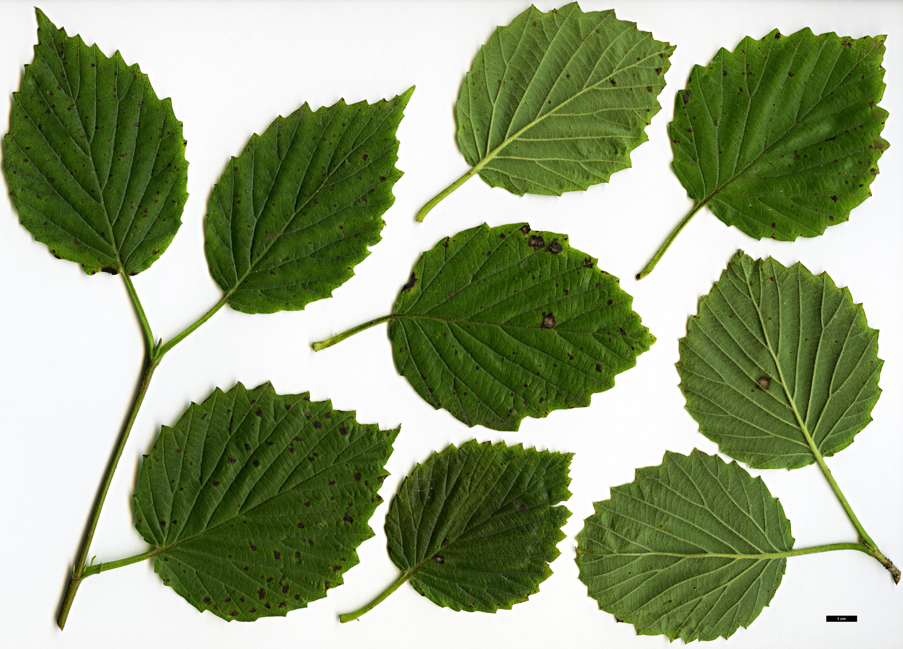 High resolution image: Family: Adoxaceae - Genus: Viburnum - Taxon: deamii High resolution image: Family: Adoxaceae - Genus: Viburnum - Taxon: deamii