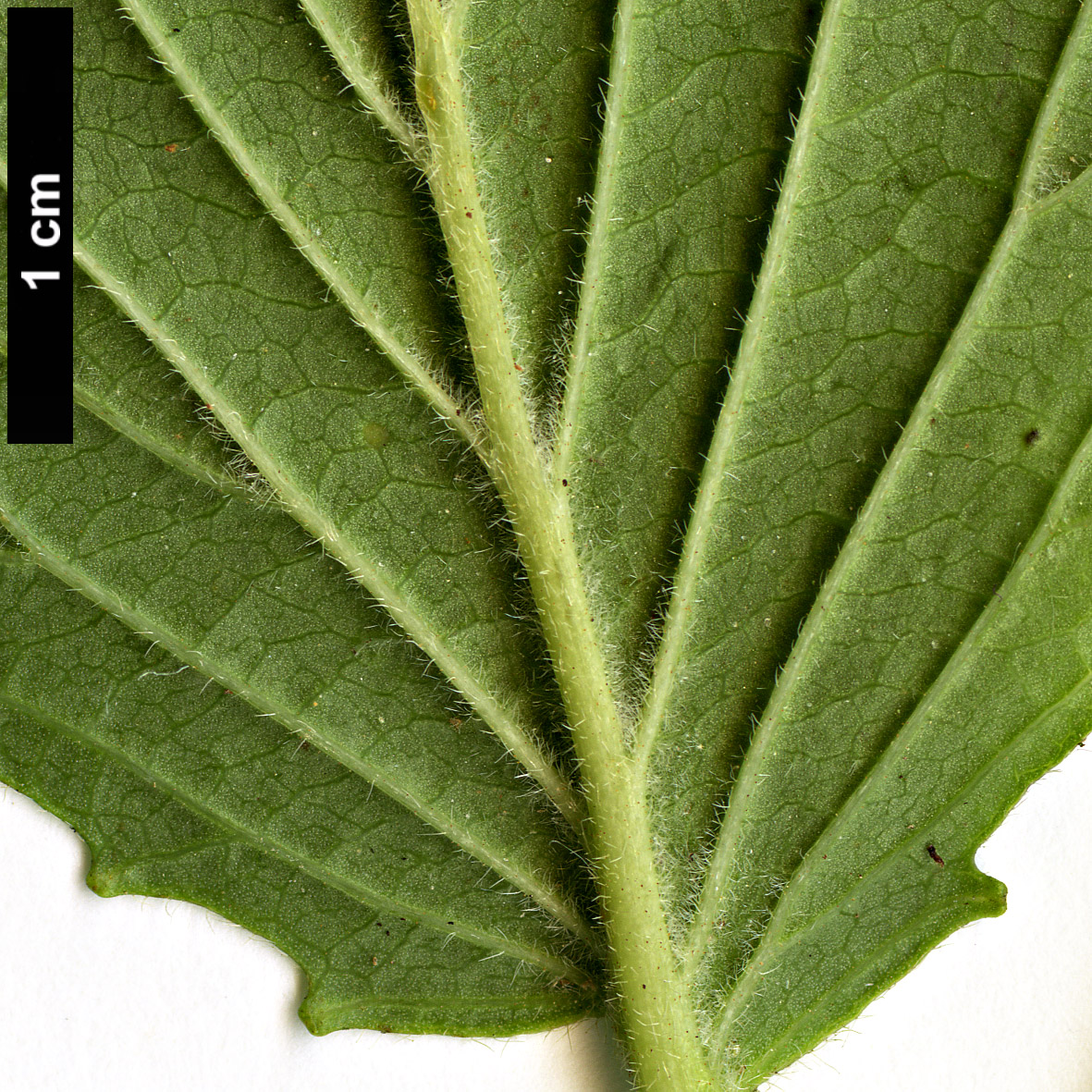 High resolution image: Family: Adoxaceae - Genus: Viburnum - Taxon: deamii High resolution image: Family: Adoxaceae - Genus: Viburnum - Taxon: deamii