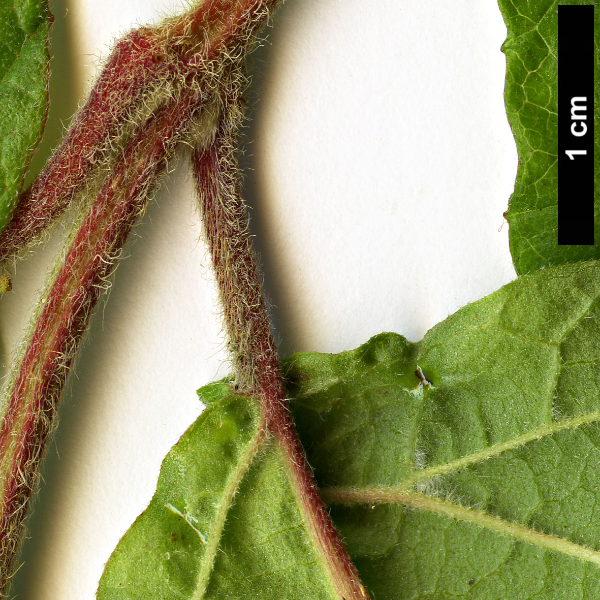 High resolution image: Family: Adoxaceae - Genus: Viburnum - Taxon: dilatatum