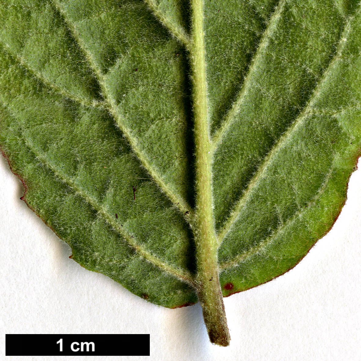 High resolution image: Family: Adoxaceae - Genus: Viburnum - Taxon: erosum