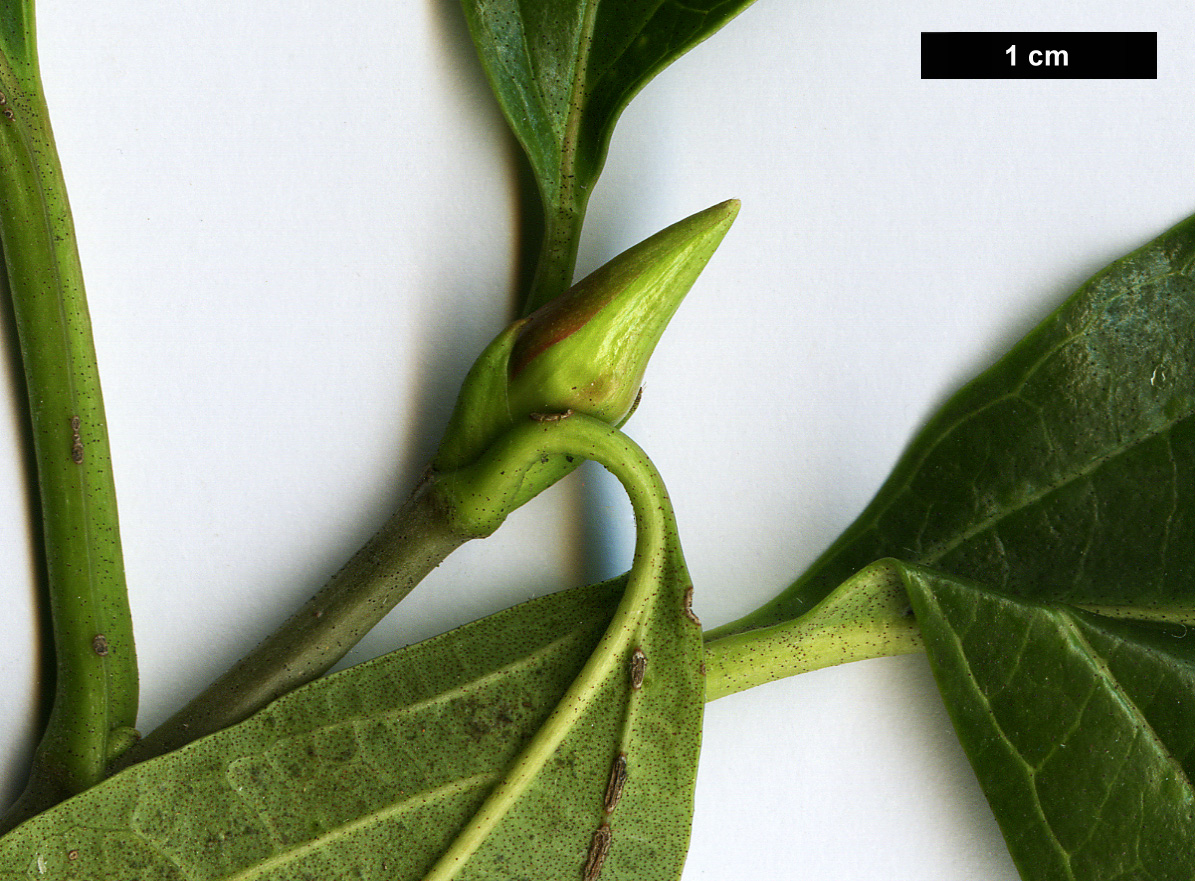 High resolution image: Family: Adoxaceae - Genus: Viburnum - Taxon: japonicum High resolution image: Family: Adoxaceae - Genus: Viburnum - Taxon: japonicum