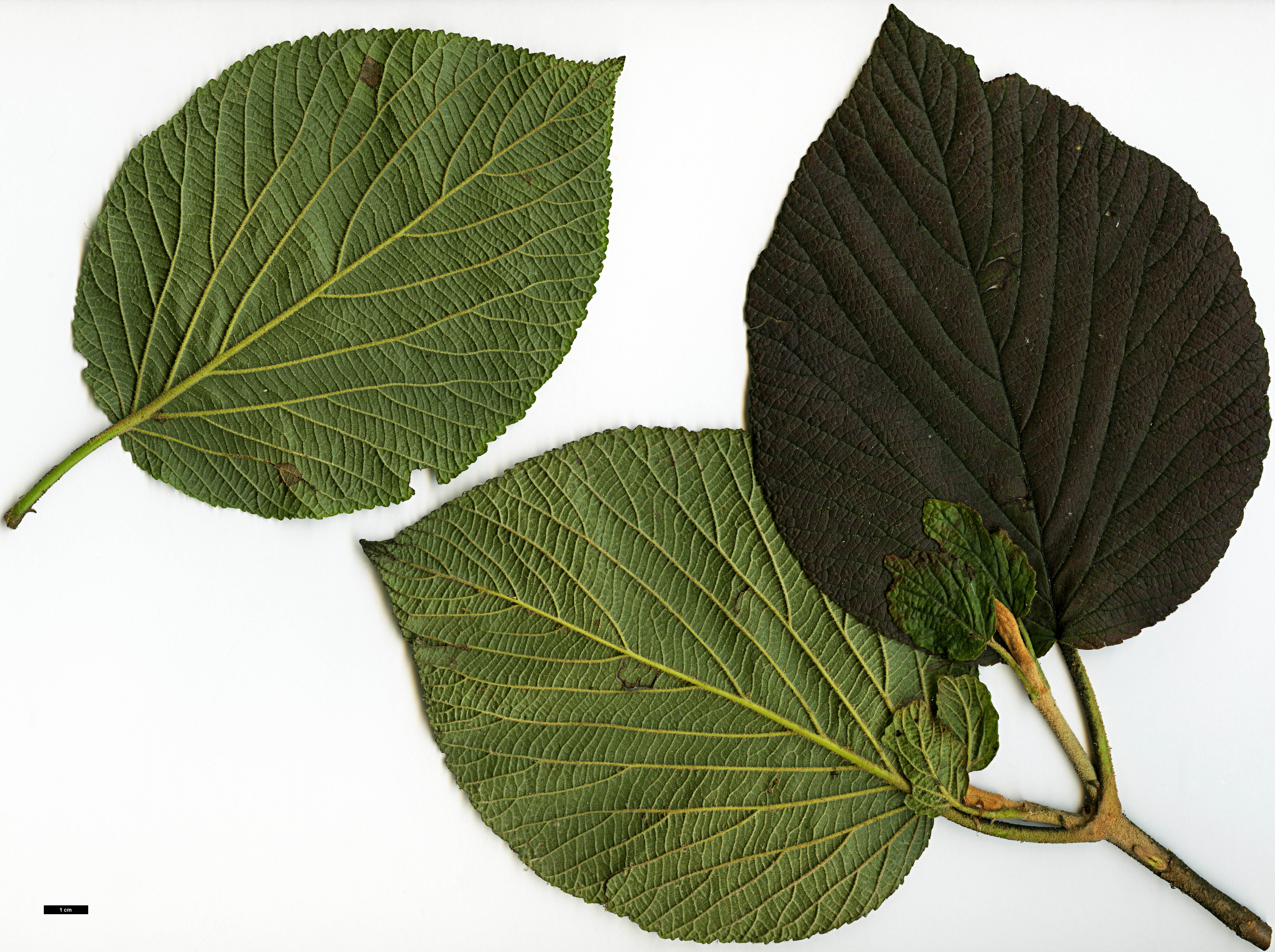 High resolution image: Family: Adoxaceae - Genus: Viburnum - Taxon: lantanoides High resolution image: Family: Adoxaceae - Genus: Viburnum - Taxon: lantanoides