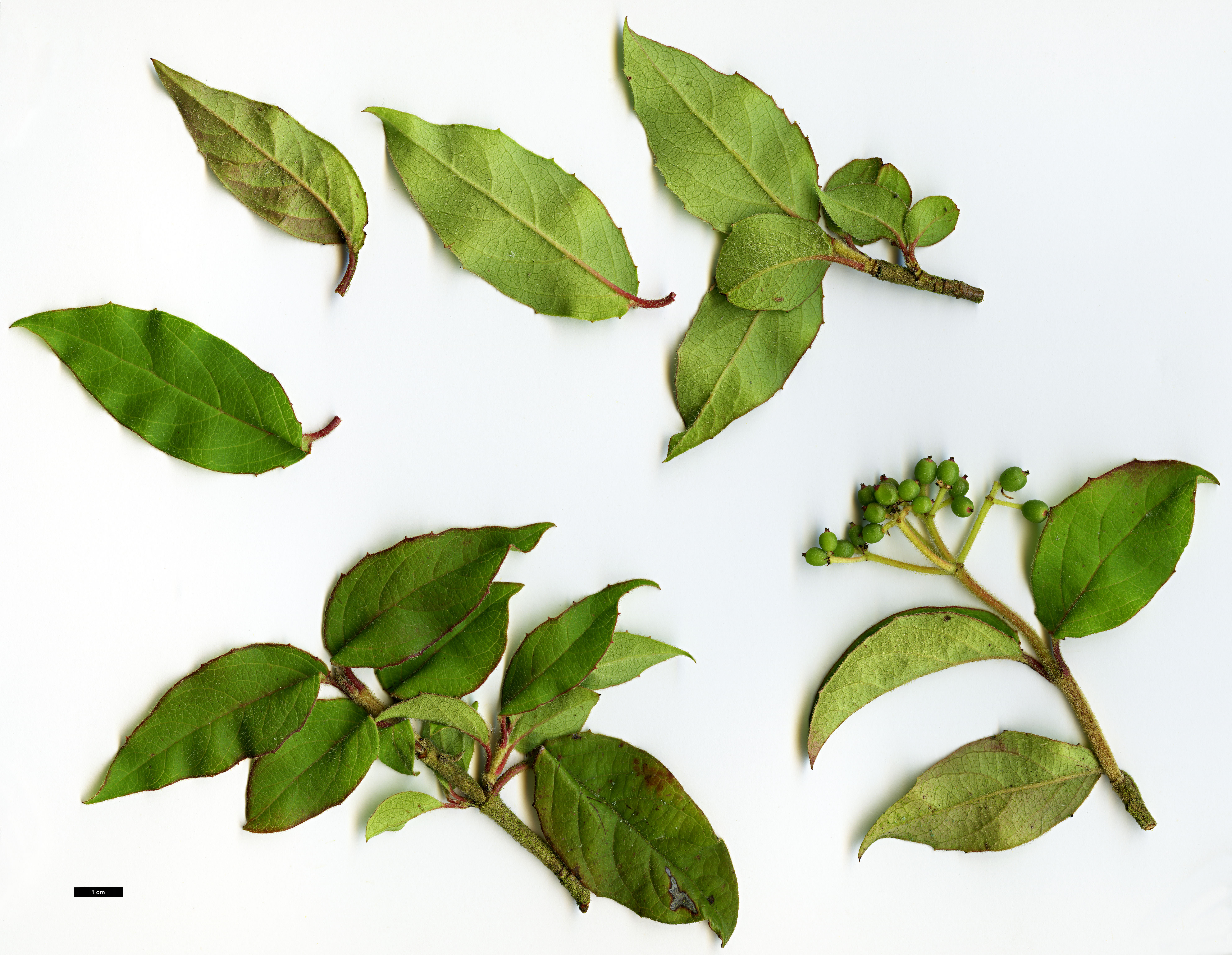 High resolution image: Family: Adoxaceae - Genus: Viburnum - Taxon: lautum