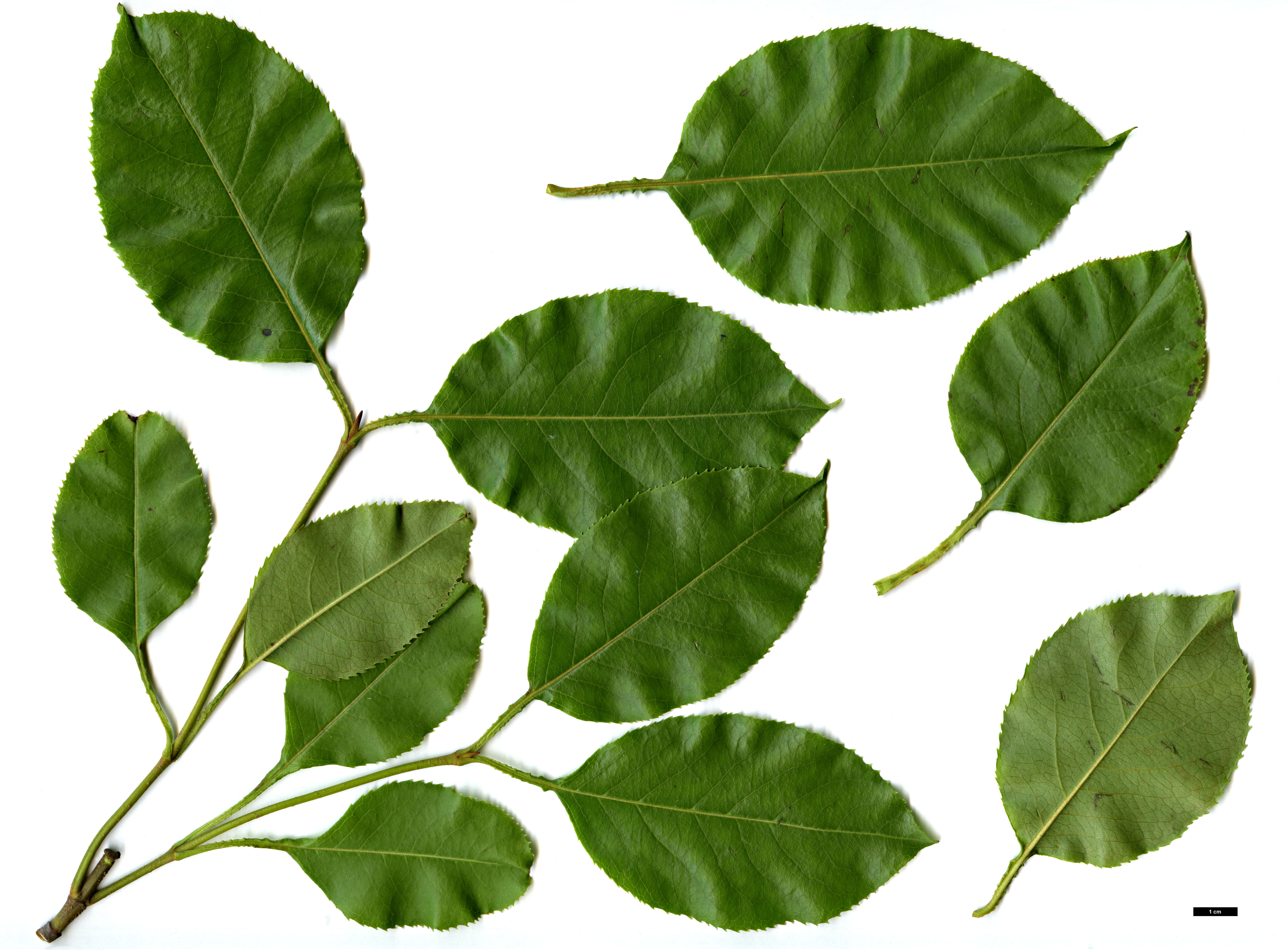 High resolution image: Family: Adoxaceae - Genus: Viburnum - Taxon: lentago High resolution image: Family: Adoxaceae - Genus: Viburnum - Taxon: lentago