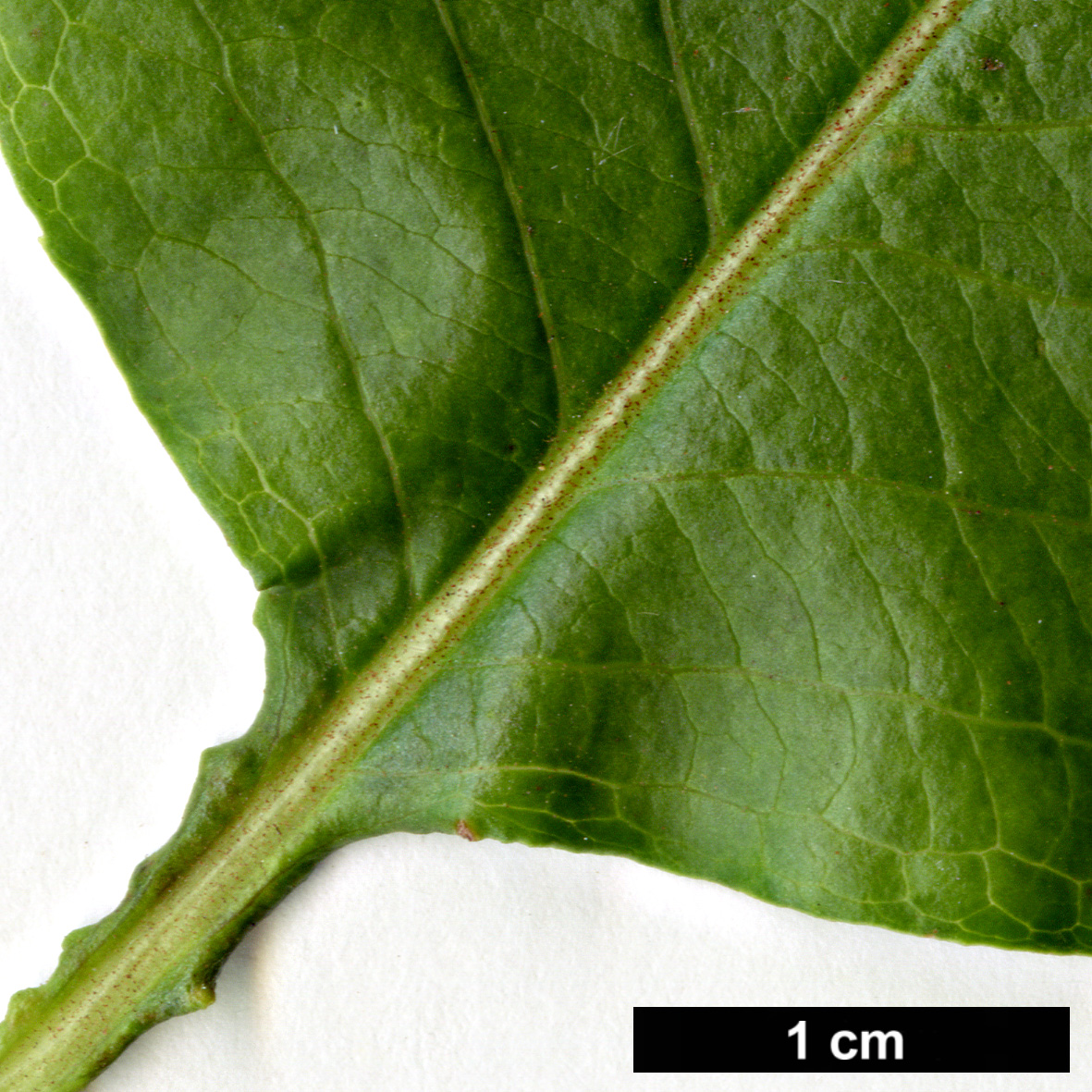 High resolution image: Family: Adoxaceae - Genus: Viburnum - Taxon: lentago High resolution image: Family: Adoxaceae - Genus: Viburnum - Taxon: lentago