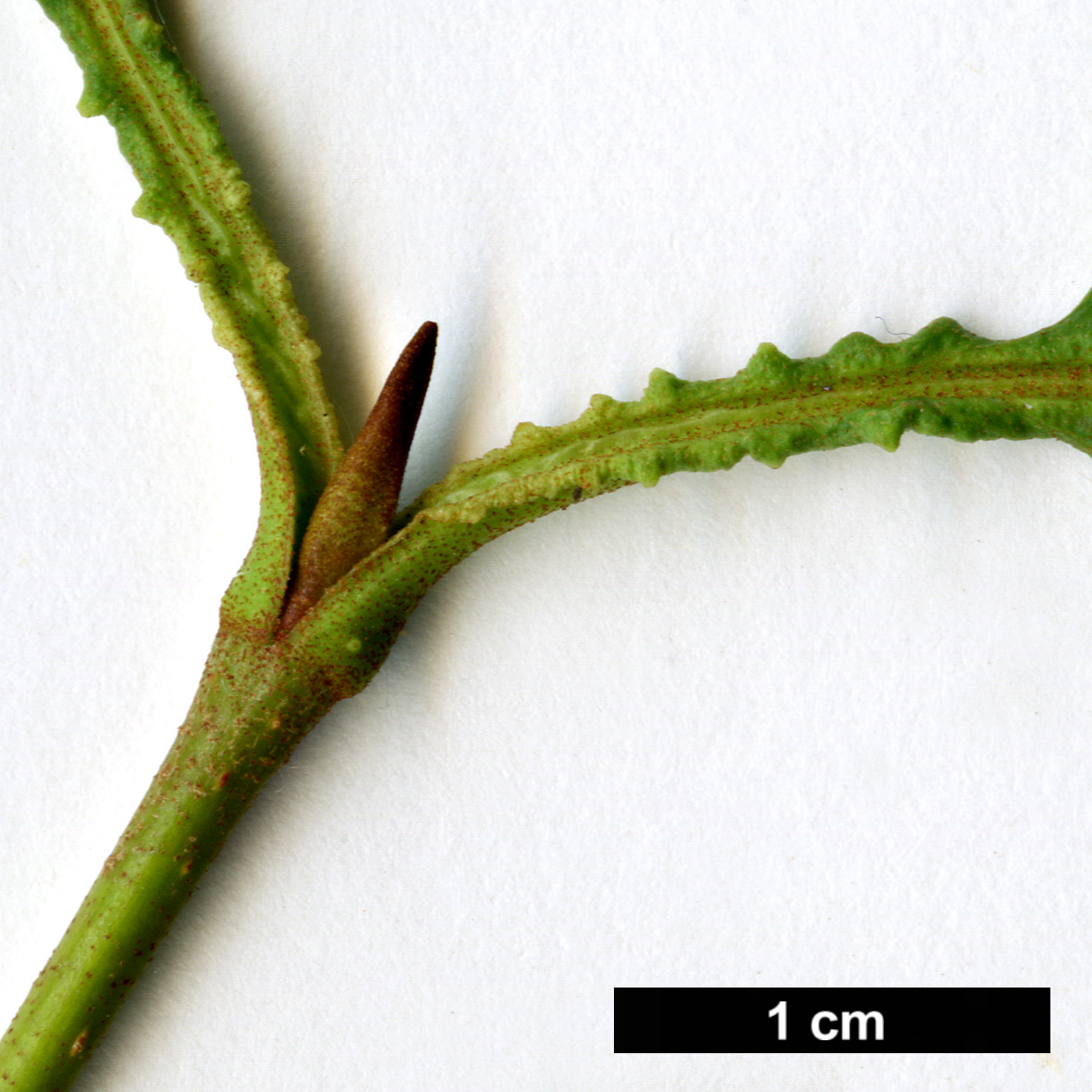 High resolution image: Family: Adoxaceae - Genus: Viburnum - Taxon: lentago High resolution image: Family: Adoxaceae - Genus: Viburnum - Taxon: lentago