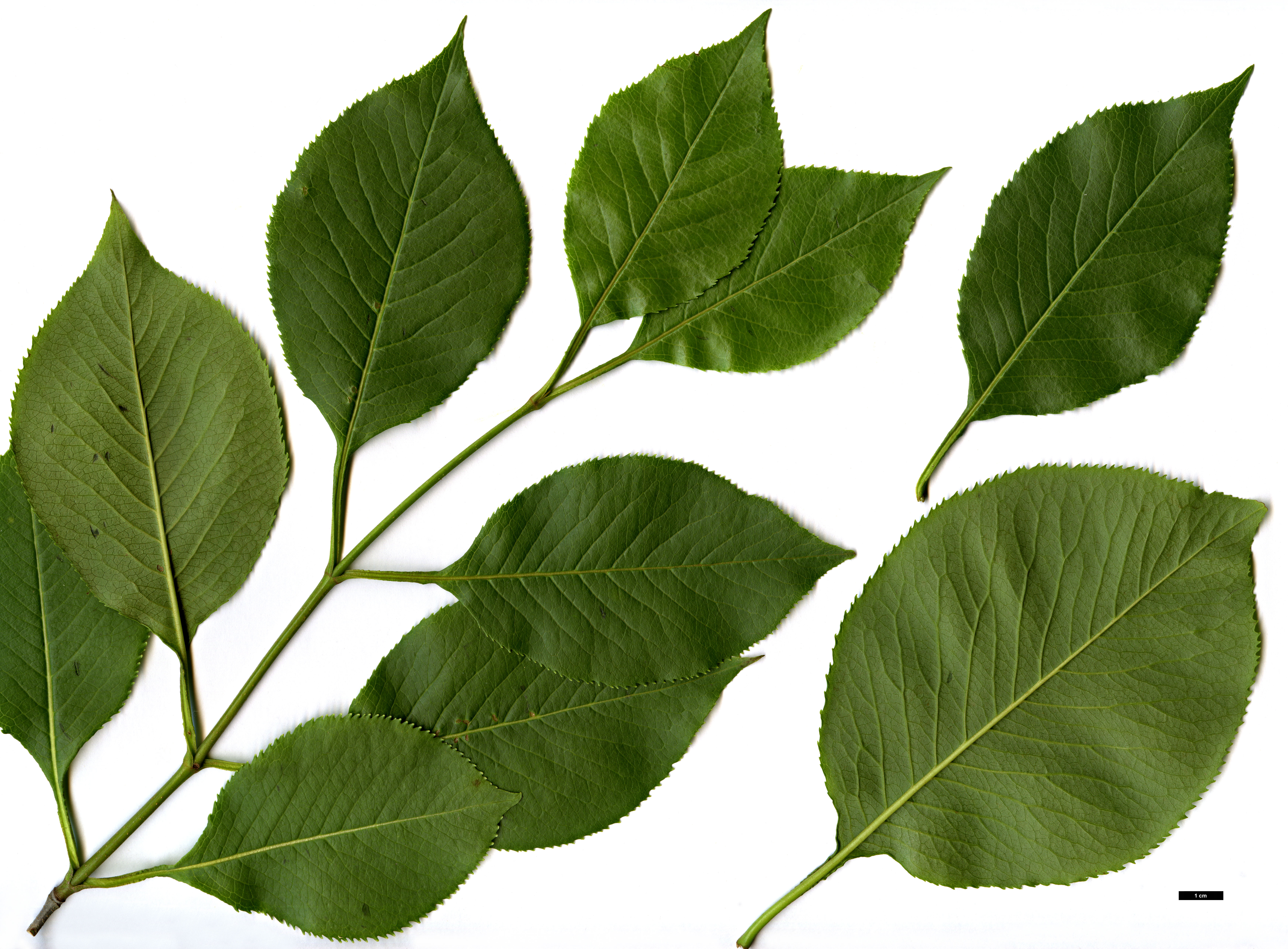 High resolution image: Family: Adoxaceae - Genus: Viburnum - Taxon: lentago High resolution image: Family: Adoxaceae - Genus: Viburnum - Taxon: lentago