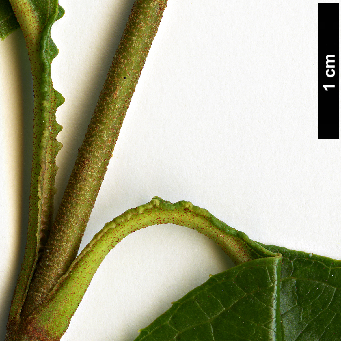 High resolution image: Family: Adoxaceae - Genus: Viburnum - Taxon: lentago High resolution image: Family: Adoxaceae - Genus: Viburnum - Taxon: lentago