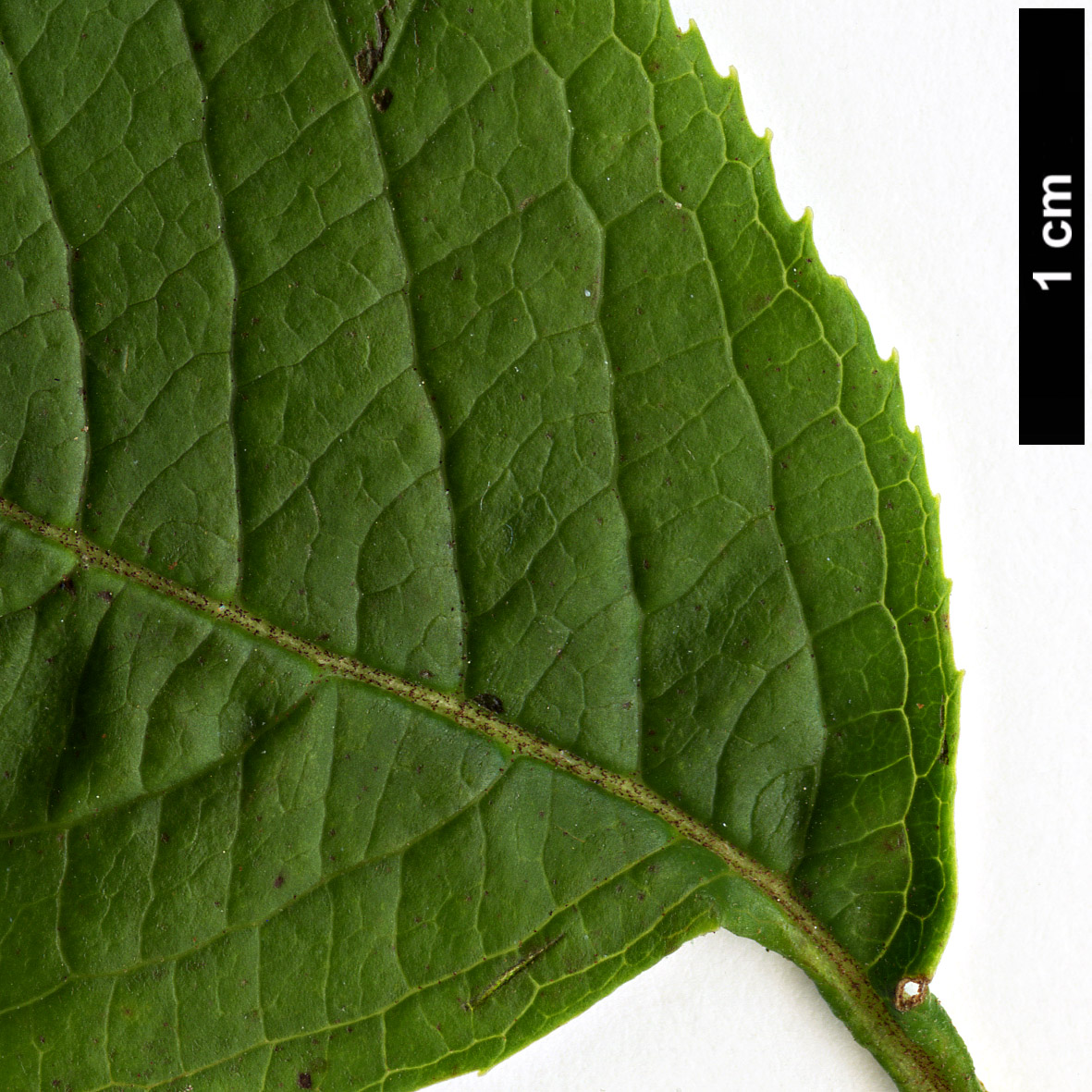 High resolution image: Family: Adoxaceae - Genus: Viburnum - Taxon: lentago High resolution image: Family: Adoxaceae - Genus: Viburnum - Taxon: lentago