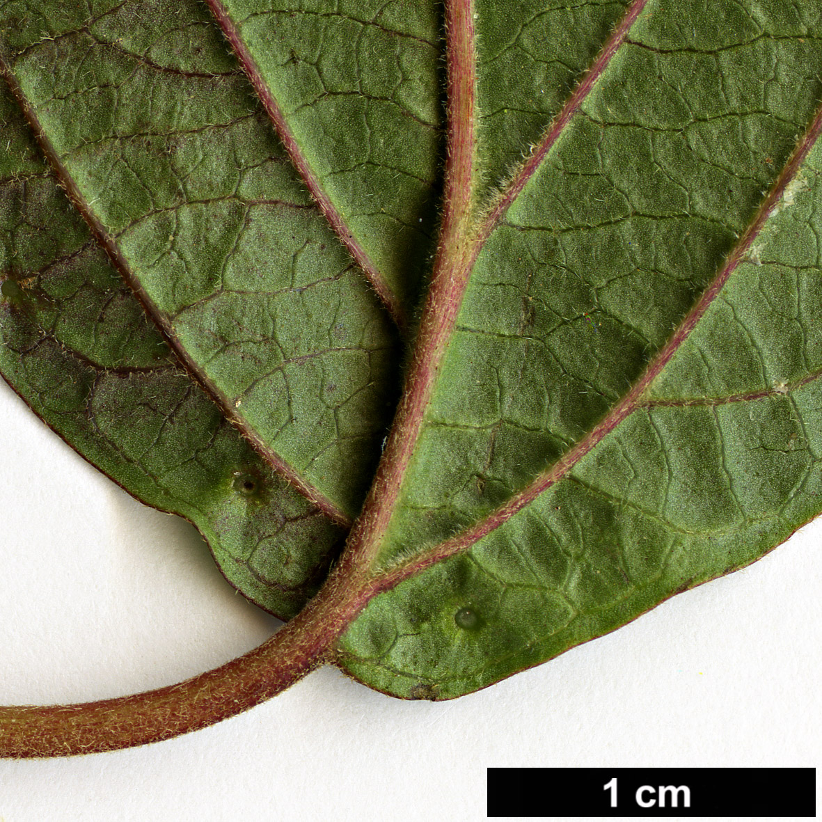 High resolution image: Family: Adoxaceae - Genus: Viburnum - Taxon: mullaha