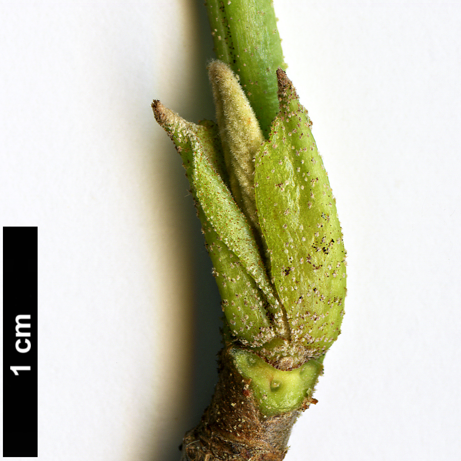 High resolution image: Family: Adoxaceae - Genus: Viburnum - Taxon: nervosum