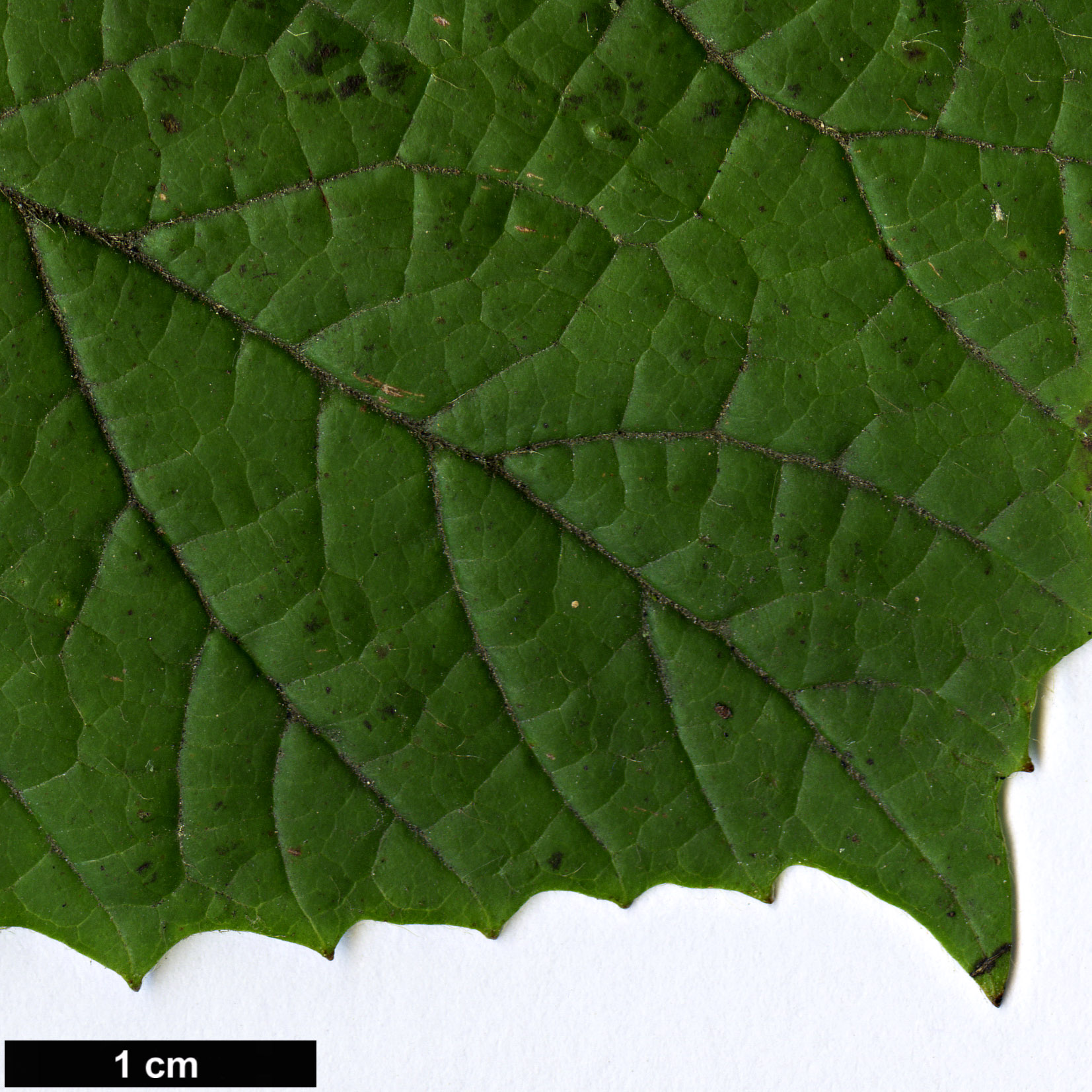 High resolution image: Family: Adoxaceae - Genus: Viburnum - Taxon: orientale High resolution image: Family: Adoxaceae - Genus: Viburnum - Taxon: orientale