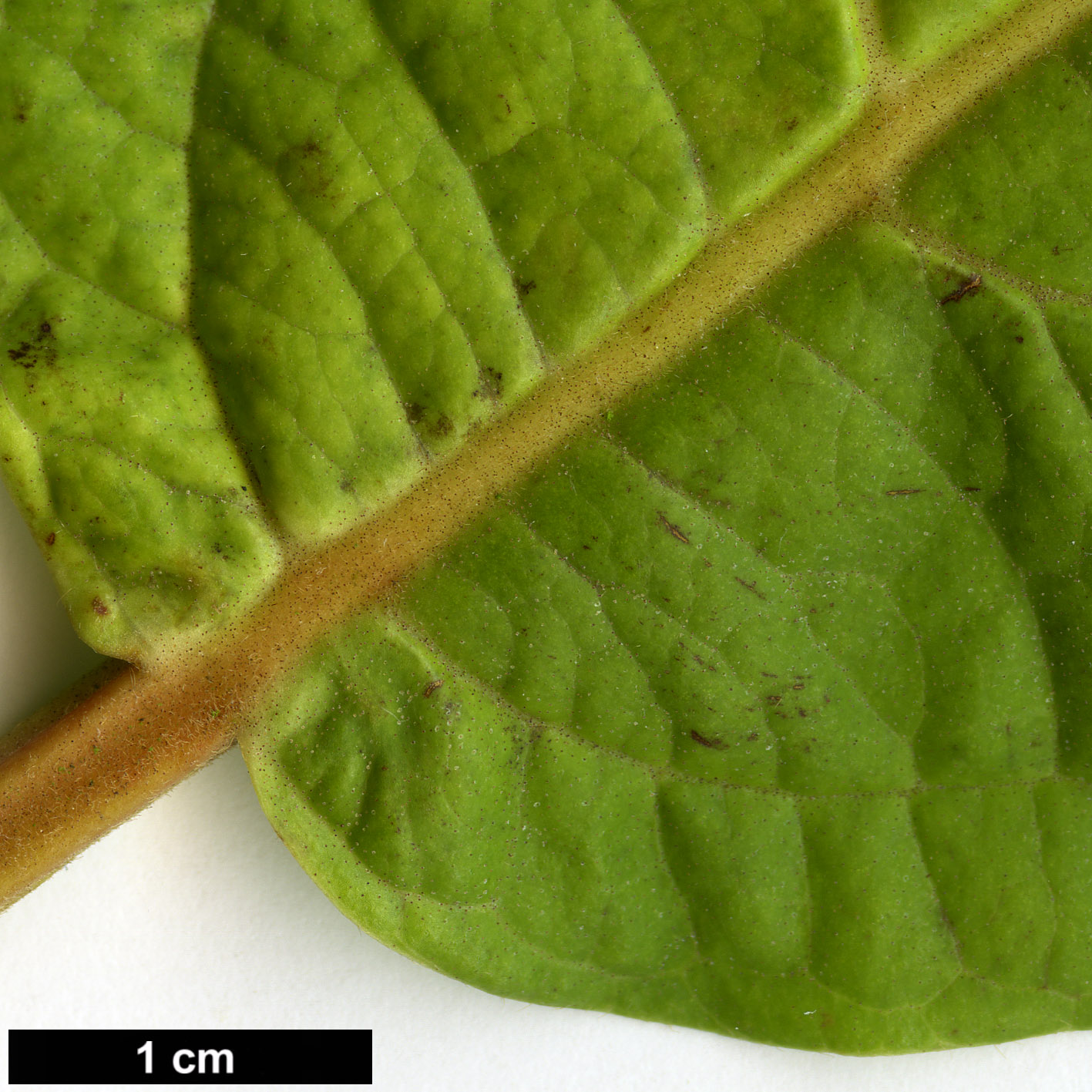 High resolution image: Family: Adoxaceae - Genus: Viburnum - Taxon: sambucinum