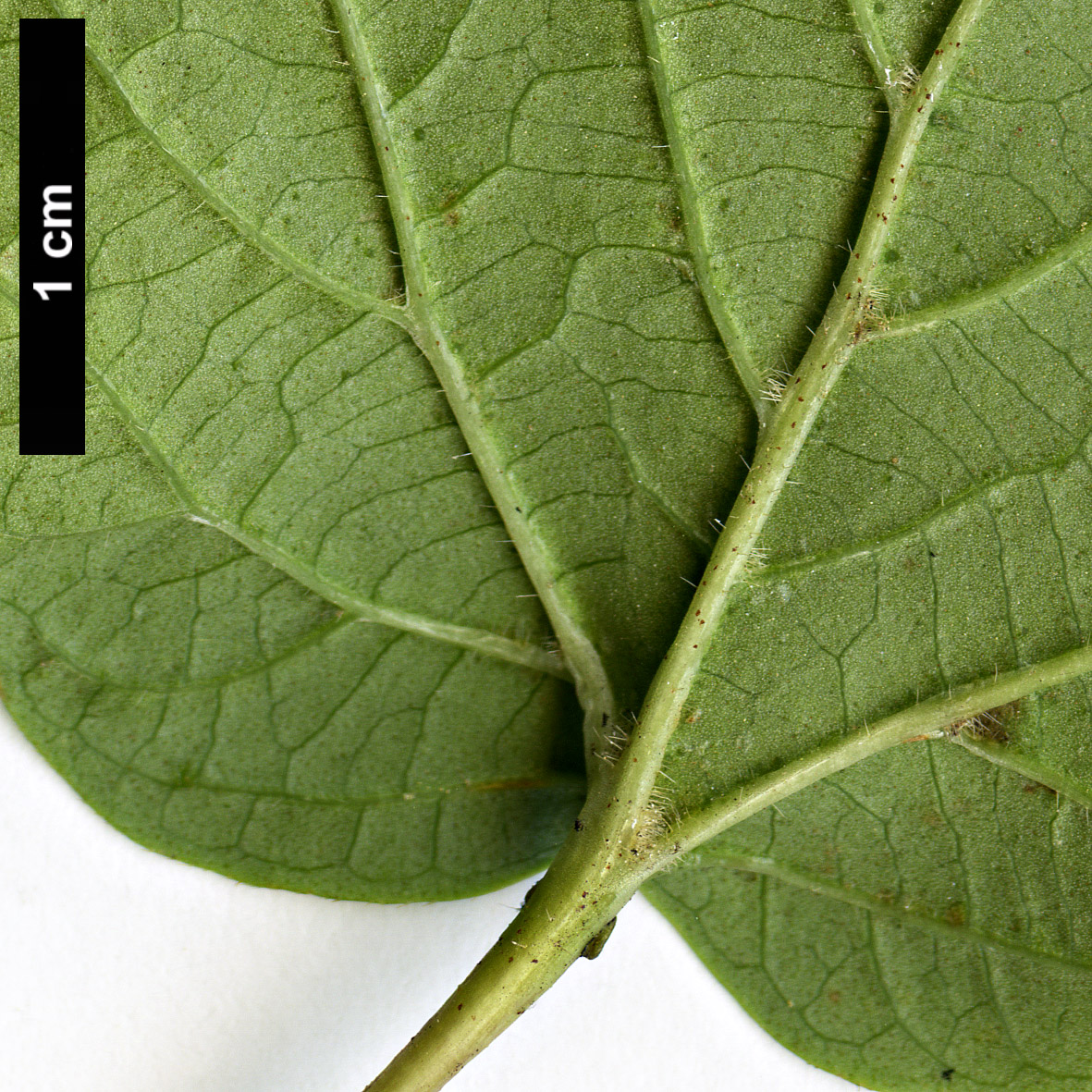 High resolution image: Family: Adoxaceae - Genus: Viburnum - Taxon: sargentii