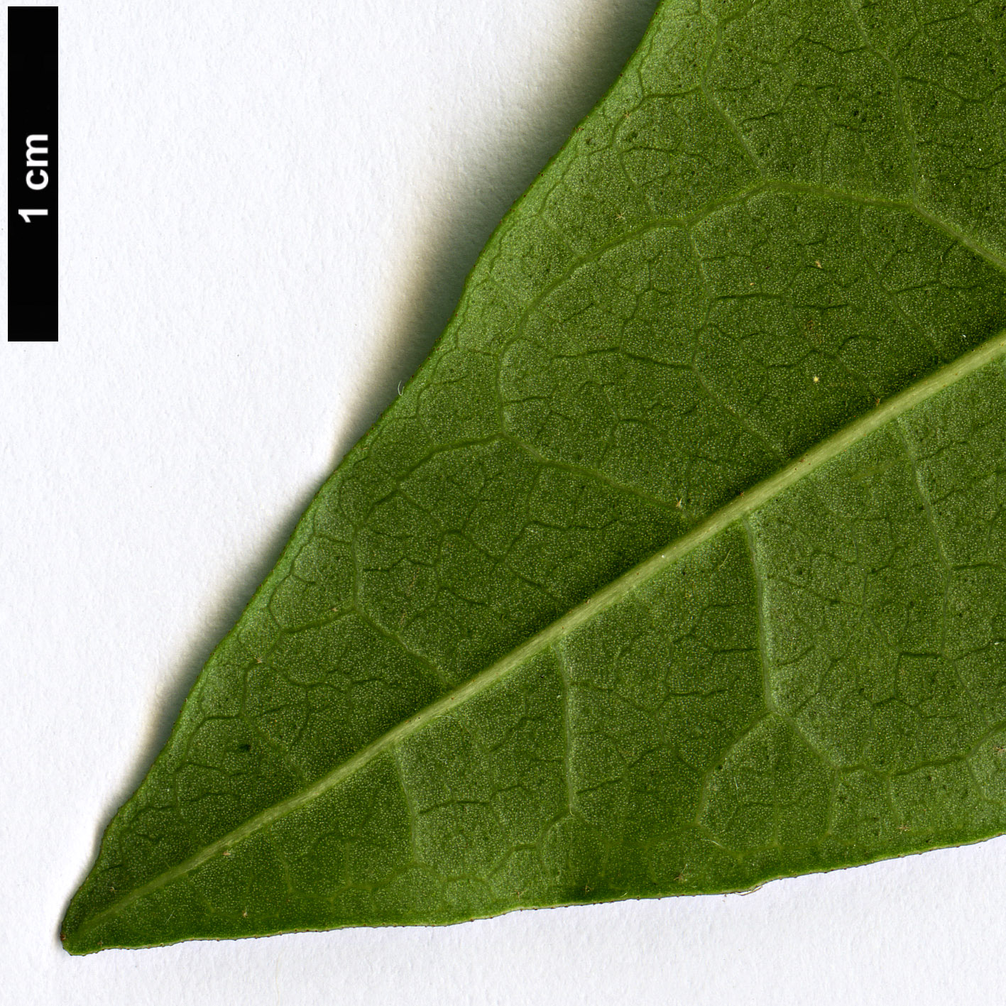 High resolution image: Family: Adoxaceae - Genus: Viburnum - Taxon: tinus