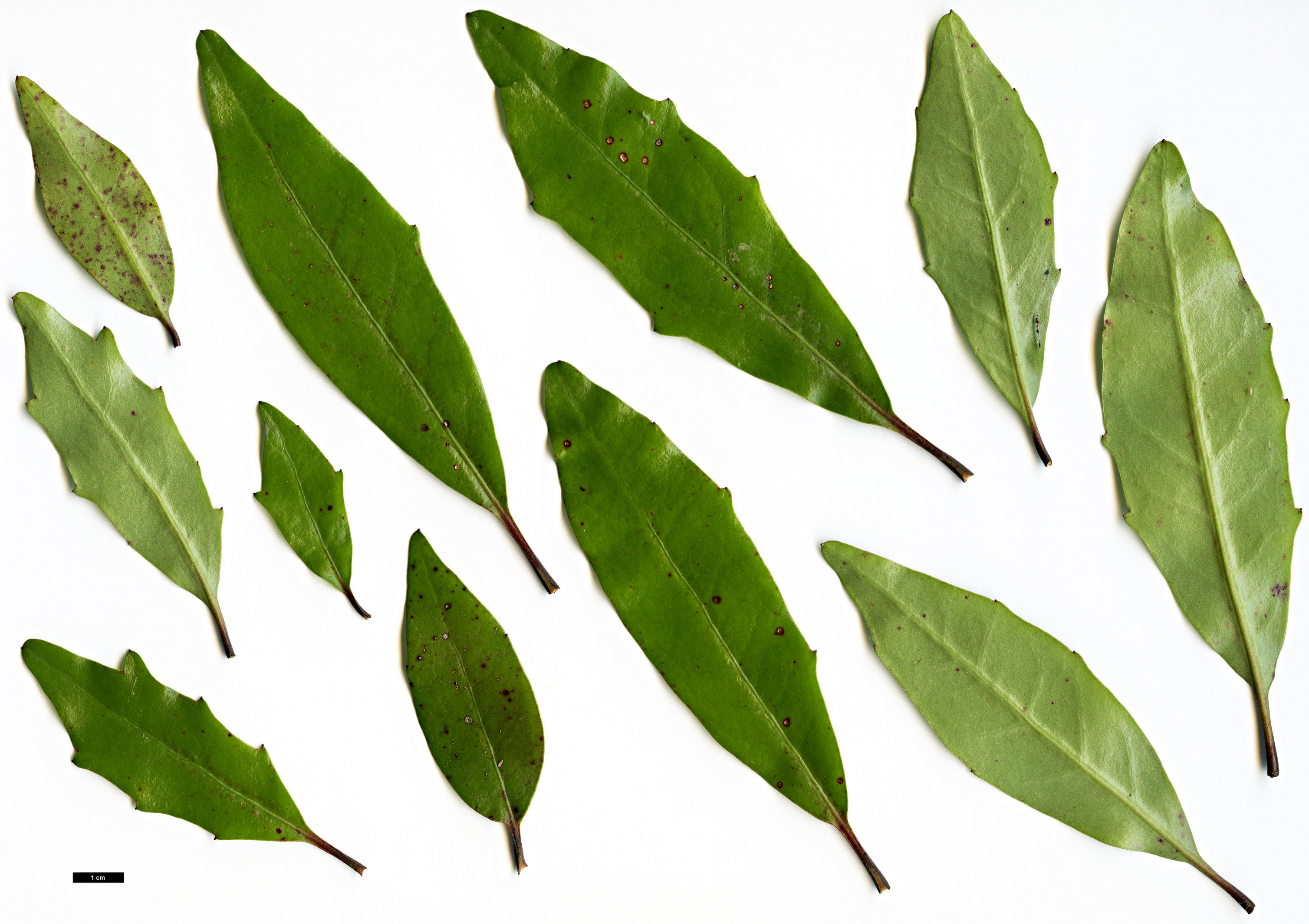 High resolution image: Family: Alseuosmiaceae - Genus: Alseuosmia - Taxon: banksii