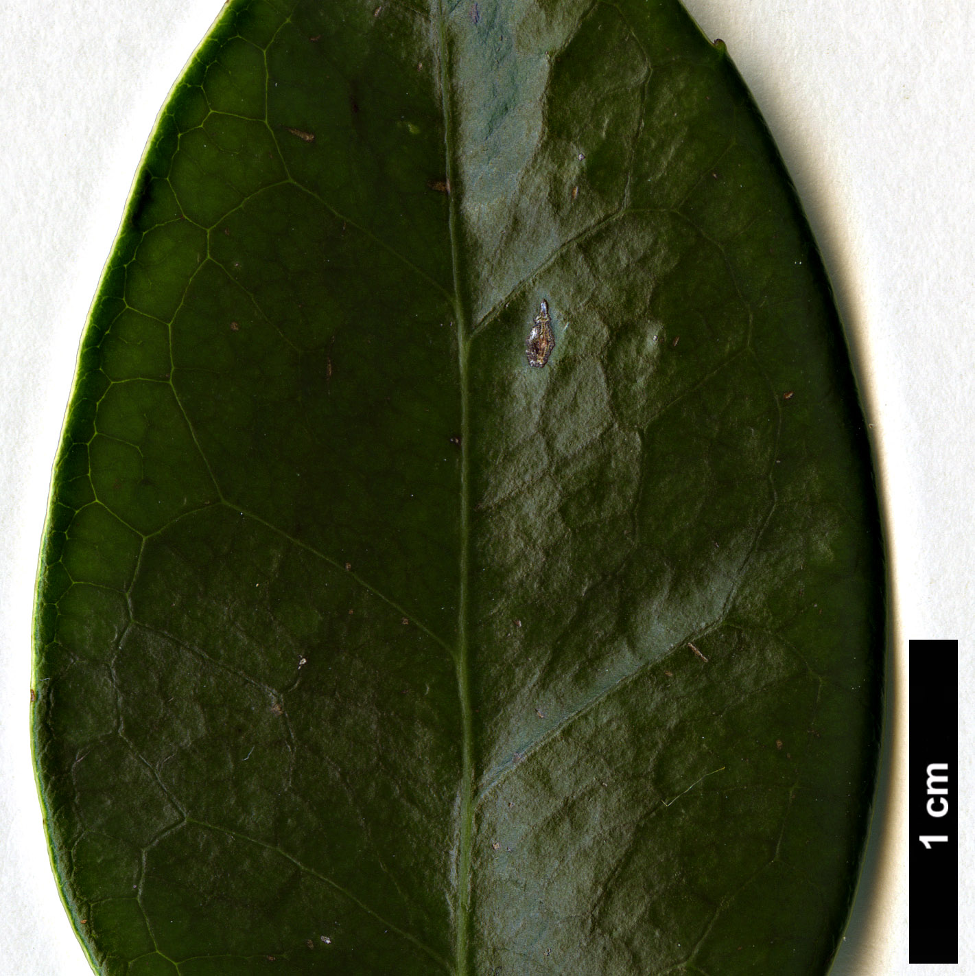 High resolution image: Family: Altingiaceae - Genus: Liquidambar - Taxon: gracilipes High resolution image: Family: Altingiaceae - Genus: Liquidambar - Taxon: gracilipes