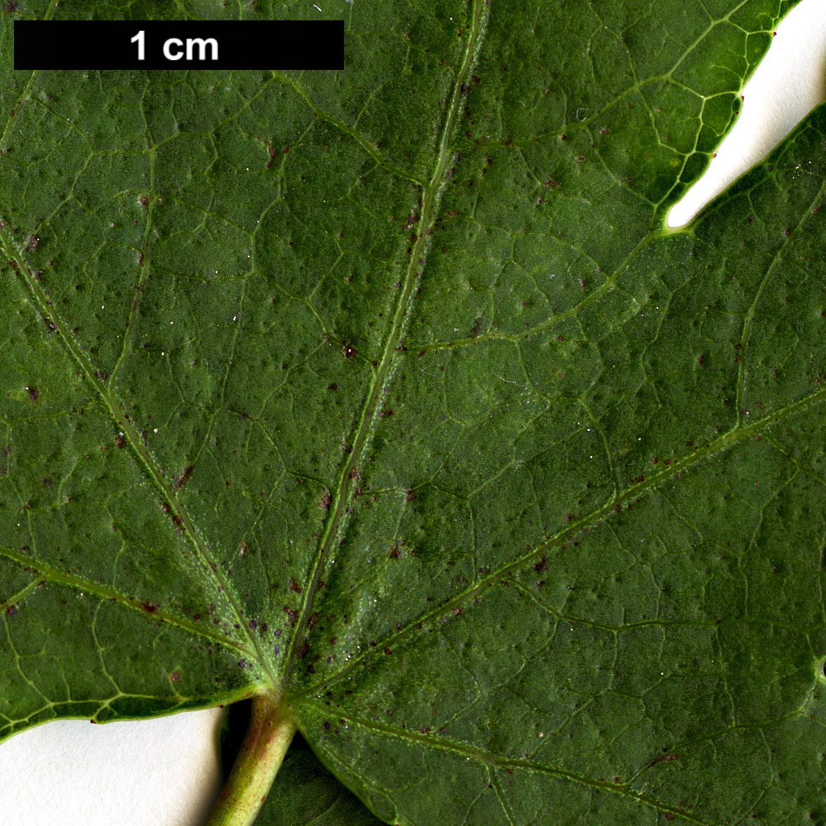 High resolution image: Family: Altingiaceae - Genus: Liquidambar - Taxon: orientalis