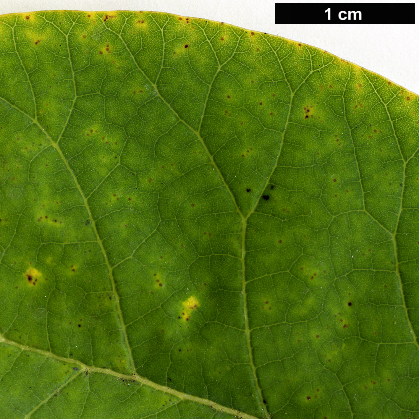 High resolution image: Family: Anacardiaceae - Genus: Cotinus - Taxon: obovatus